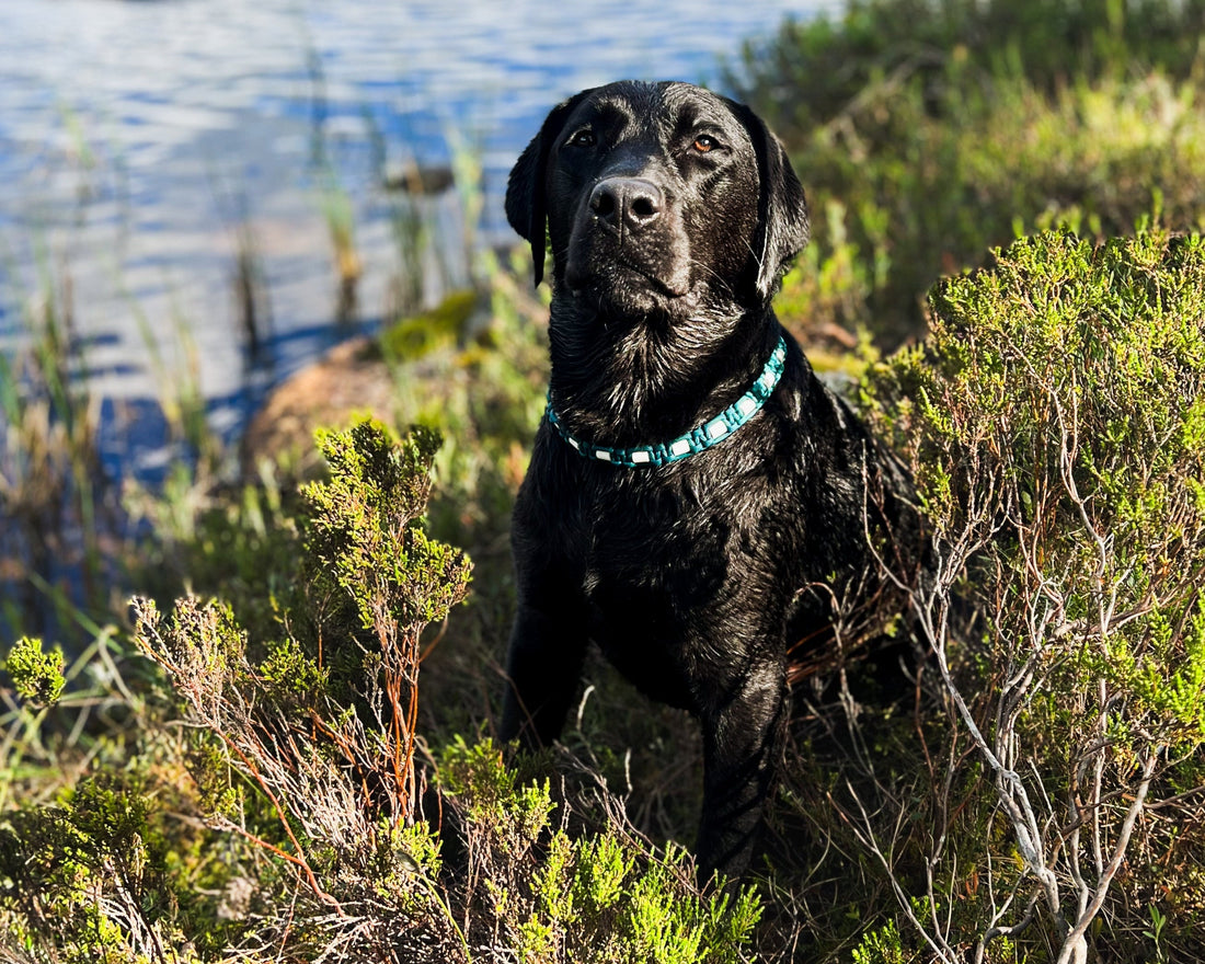 Hund med EM-smykke i fargen teal. Naturlig beskyttelse mot flått.