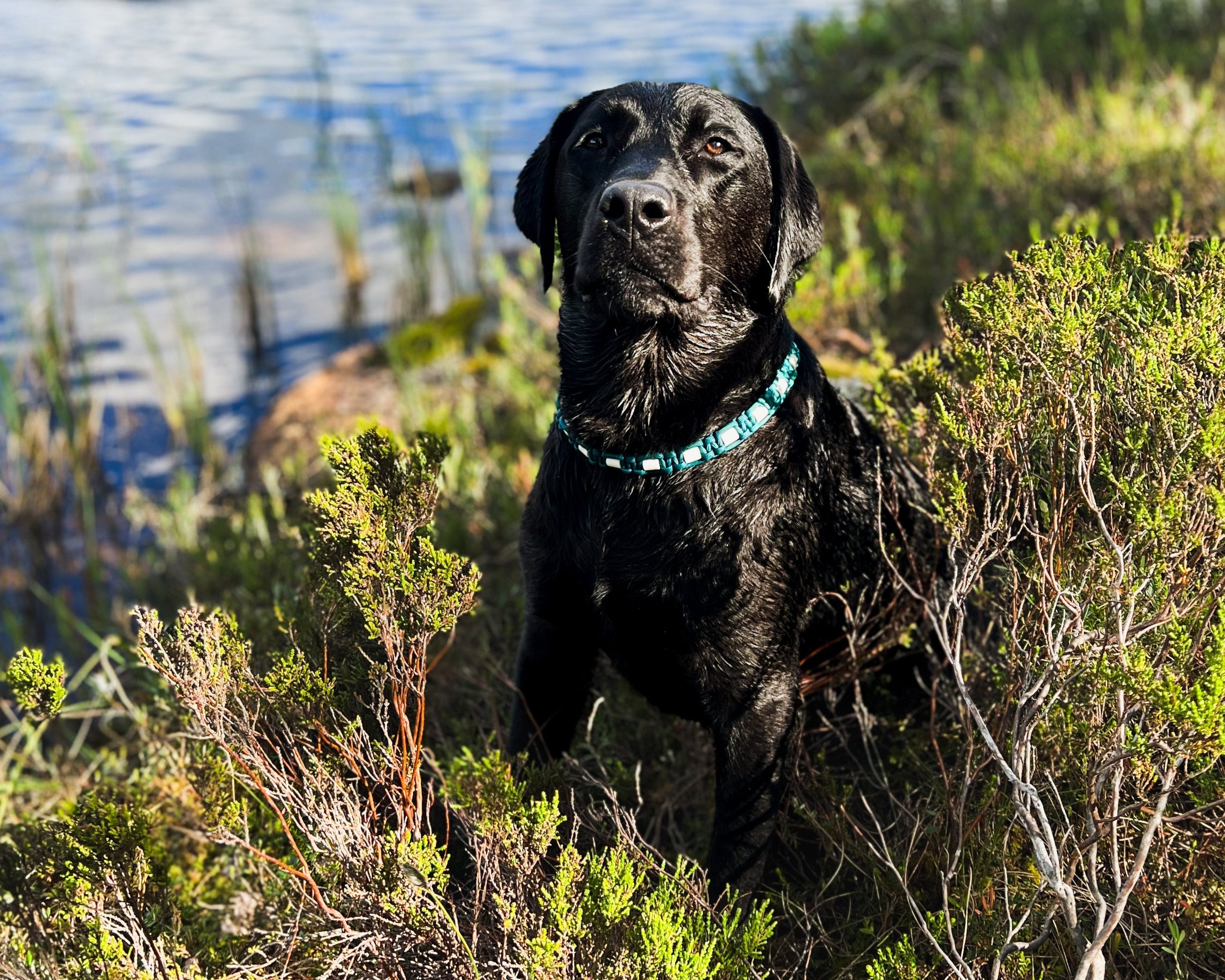 Hund med EM-smykke i fargen teal. Naturlig beskyttelse mot flått.