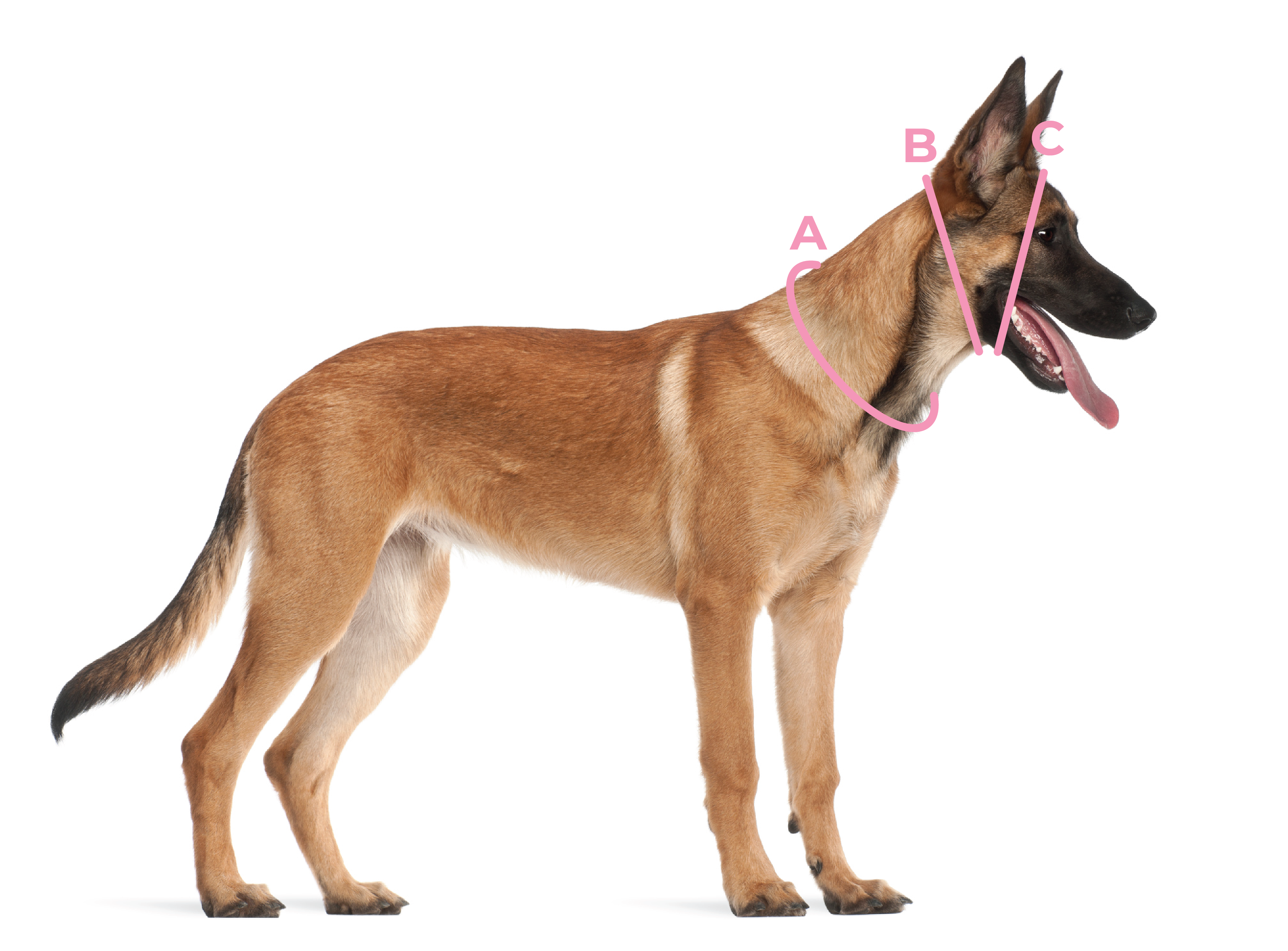 Hvordan ta mål til halsbånd