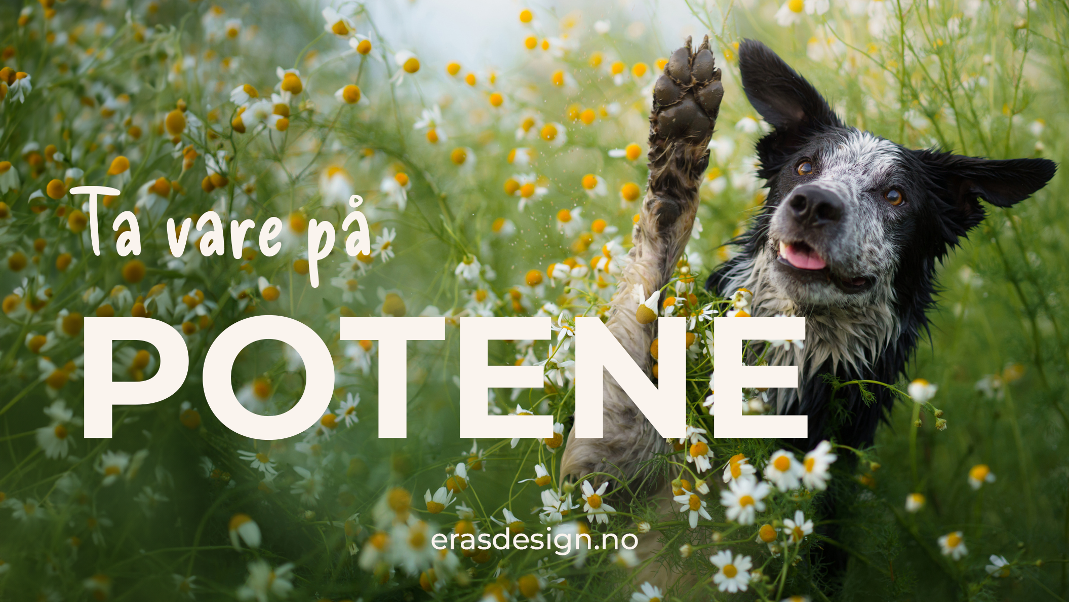 Ta vare på hundens poter