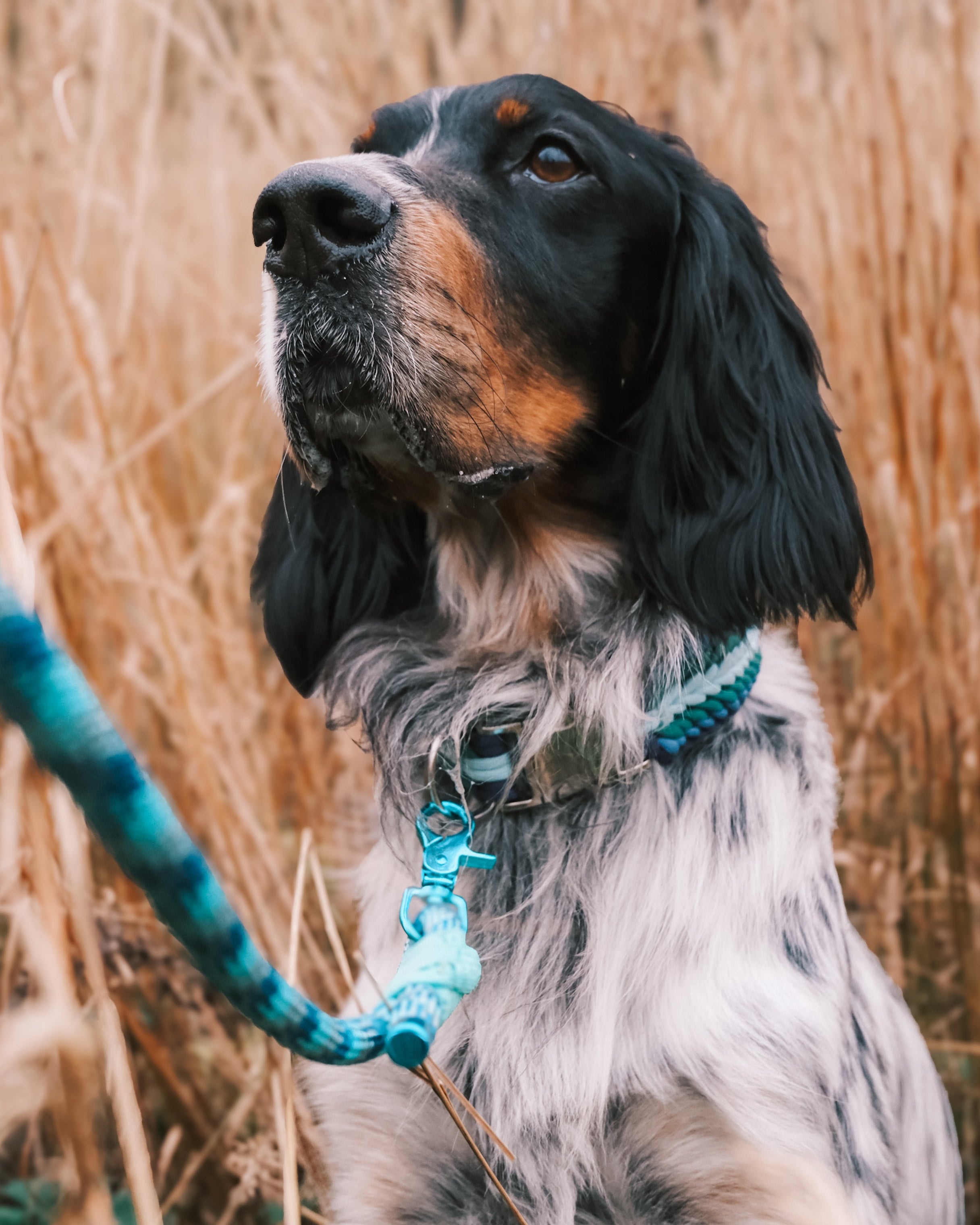 Halsbånd & leiebånd