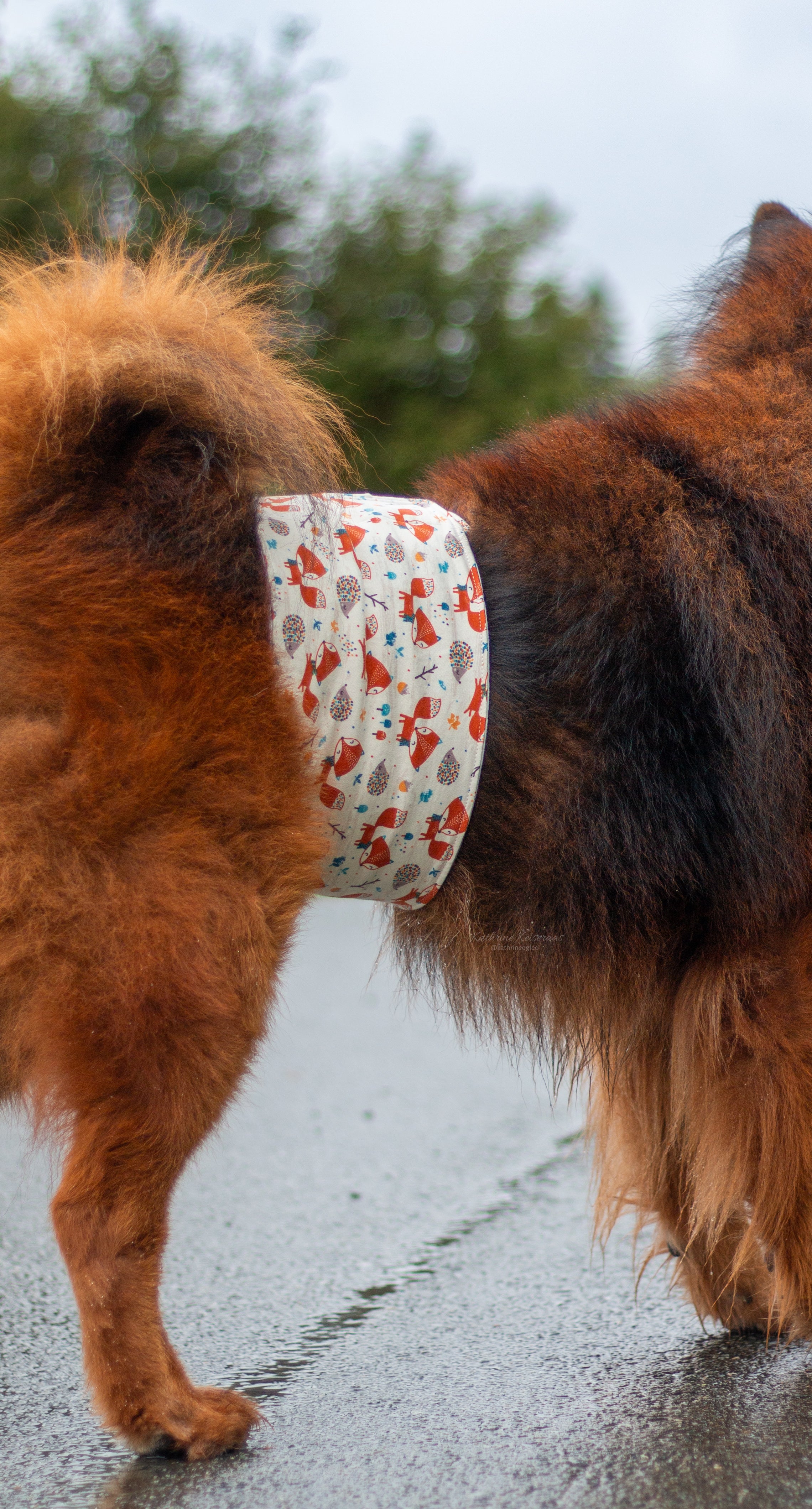 Bellyband - magebelte til hannhund