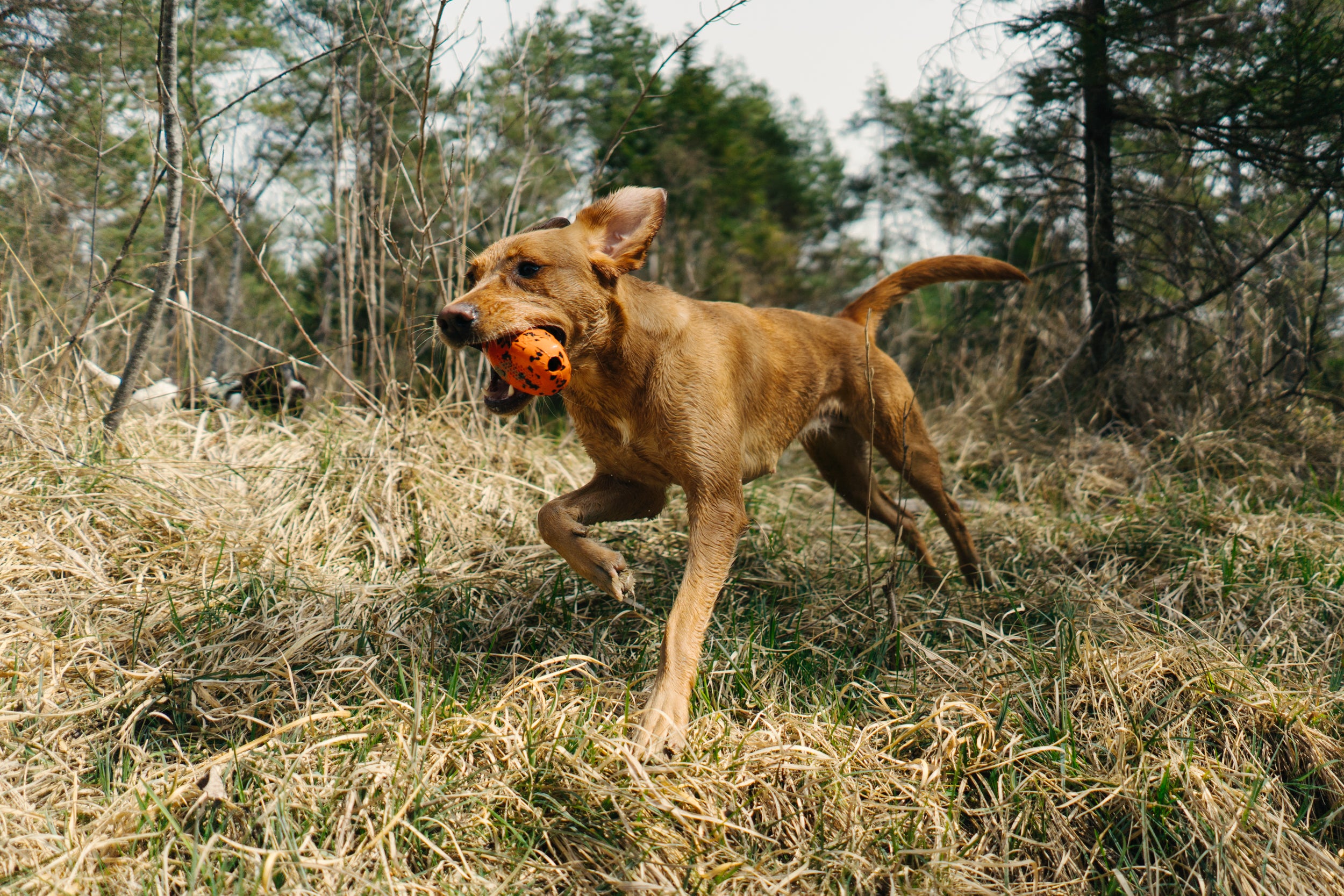 Non-stop dogwear dog throw toy