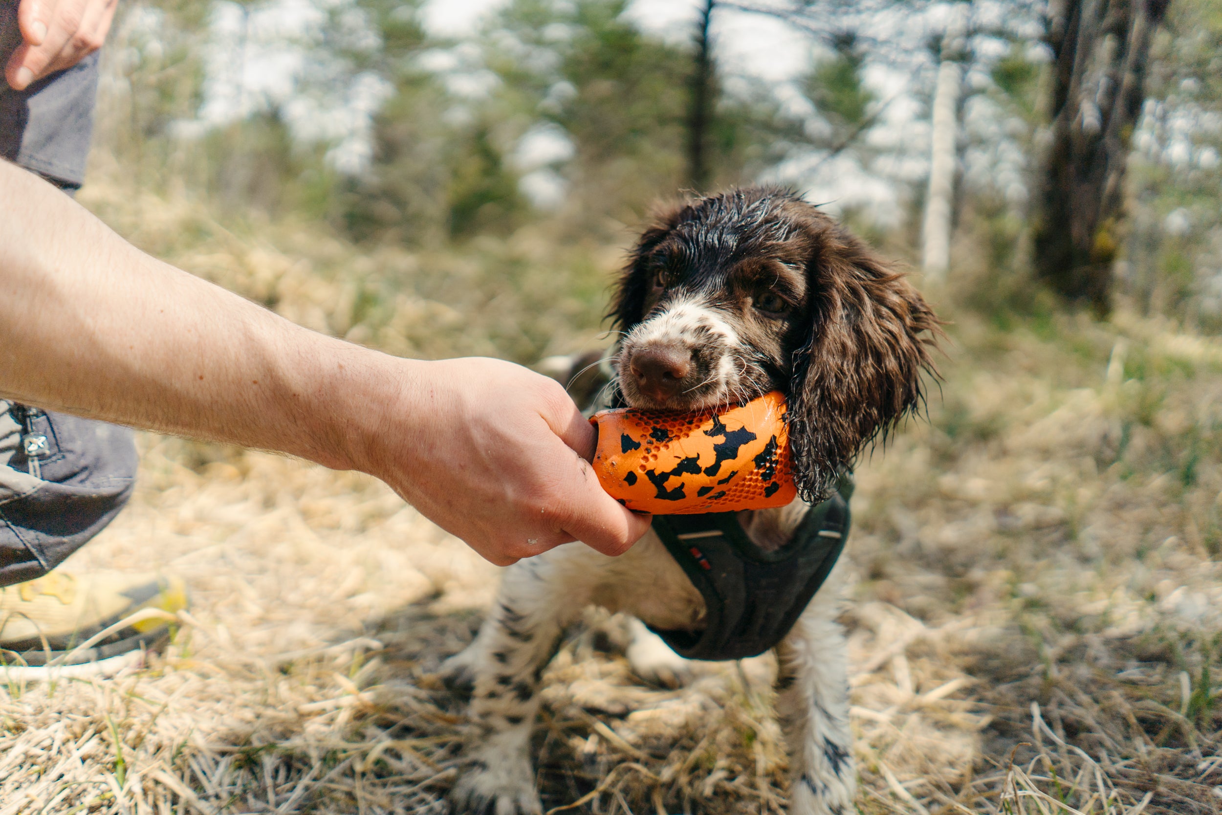 Non-stop dogwear dog throw toy