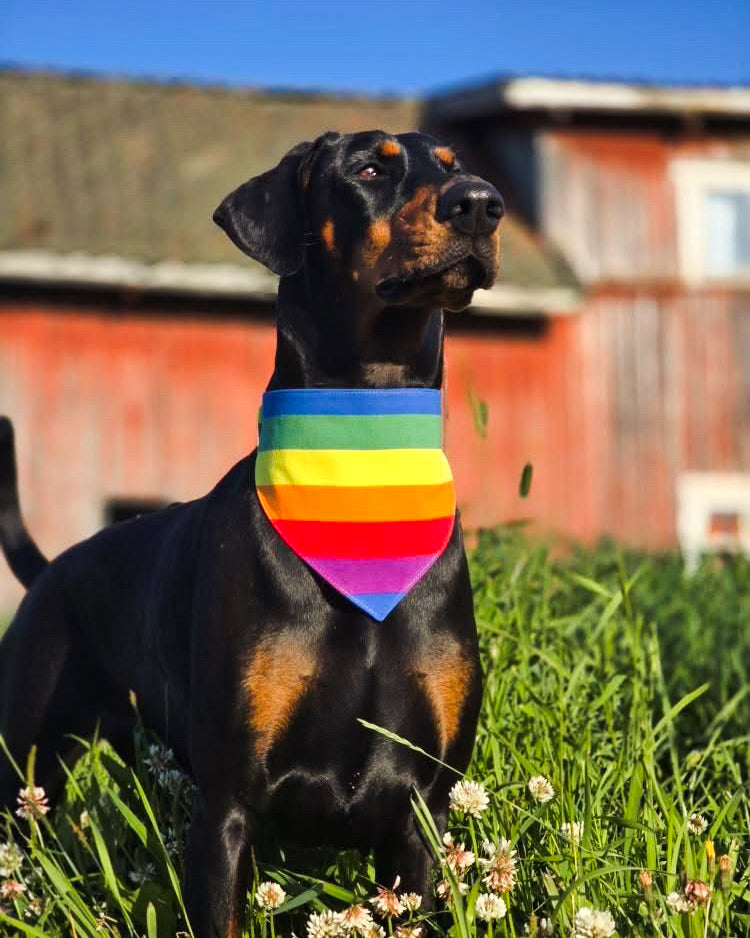 Pride bandana til hund