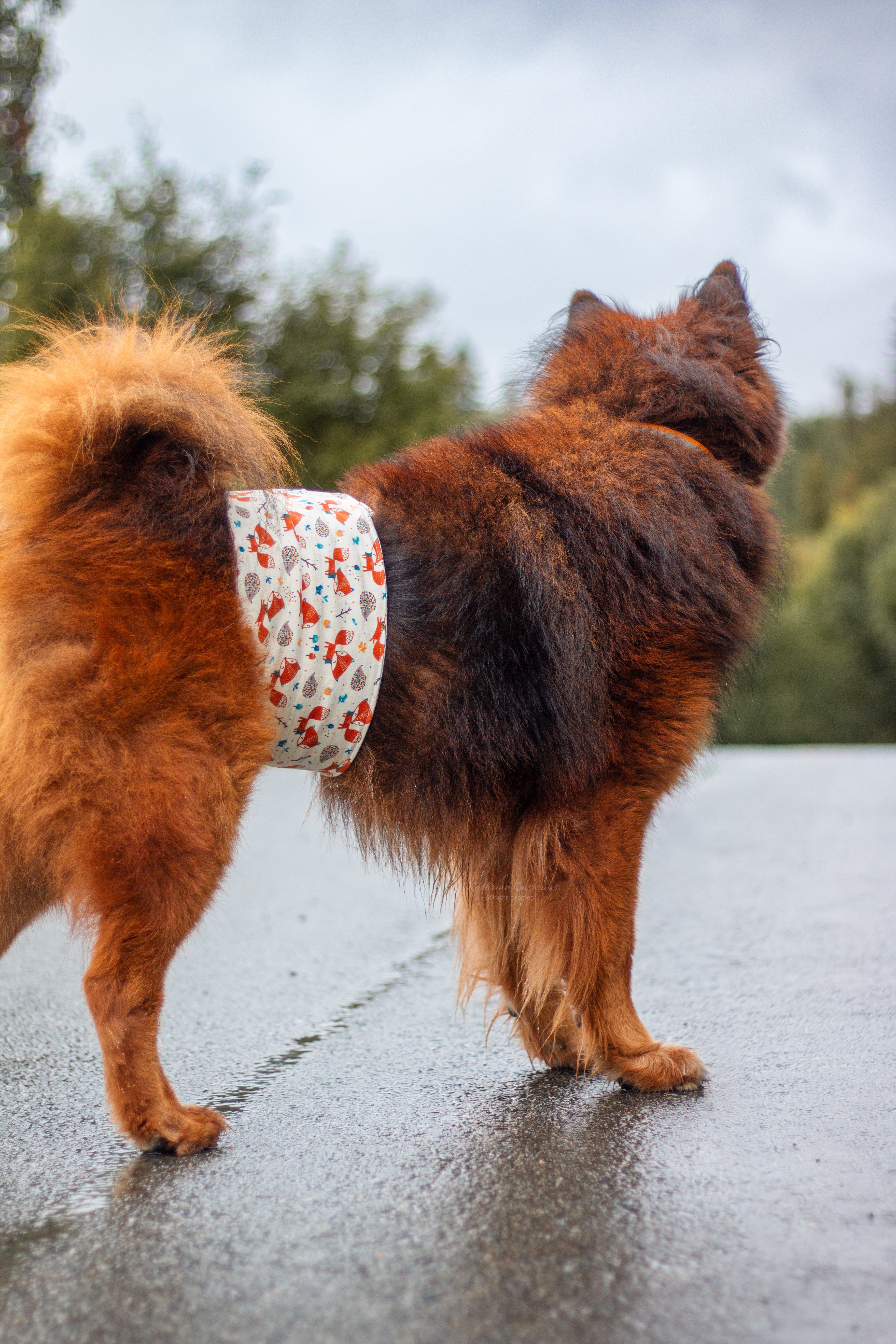 Bellyband - magebelte til hannhund