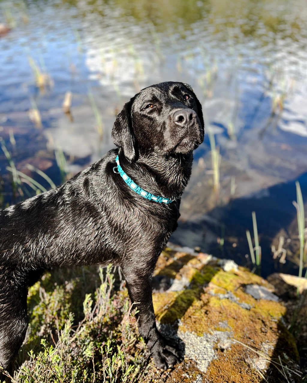 EM-smykke til hund