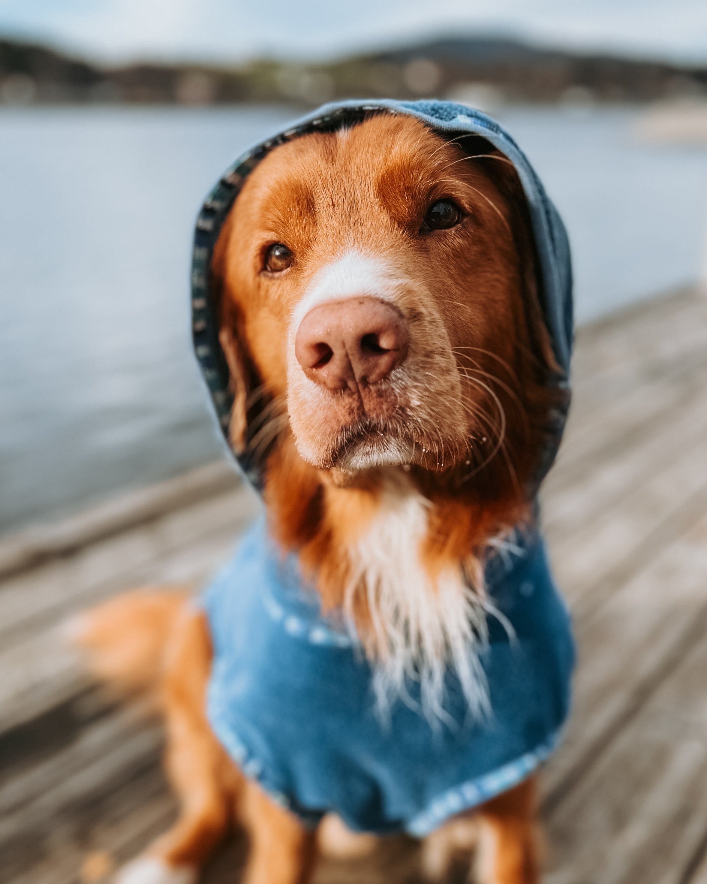 tørkedekken hund absorberende