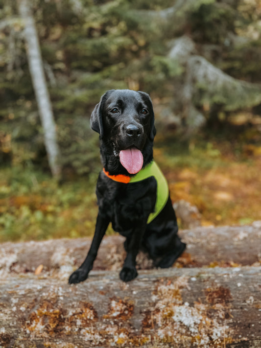 labrador jaktdekken markeringsdekken