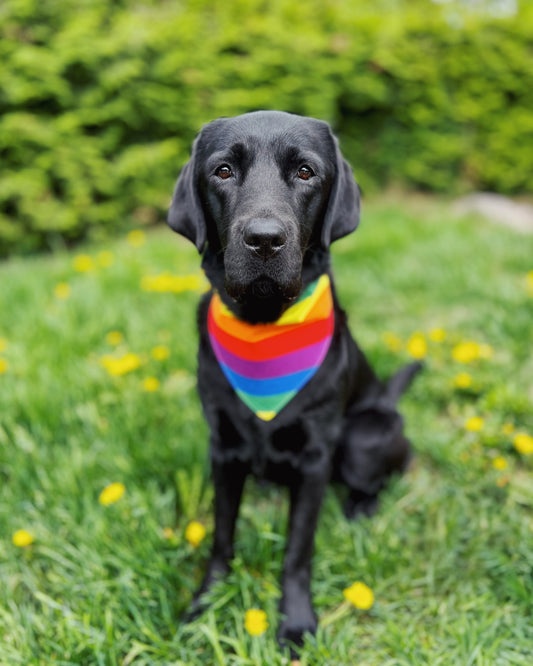 Pride bandana