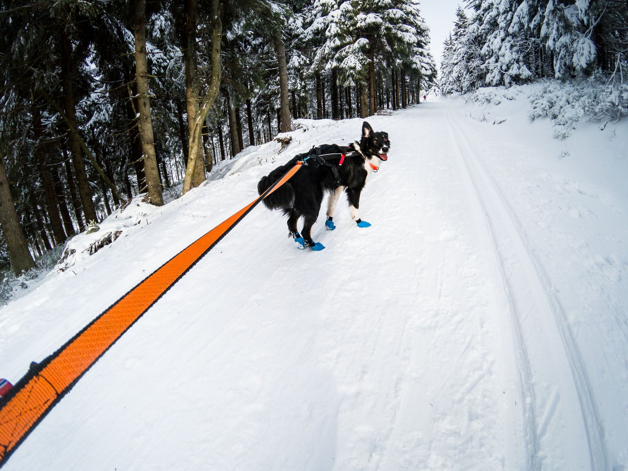 Non-stop dogwear - bungee leash