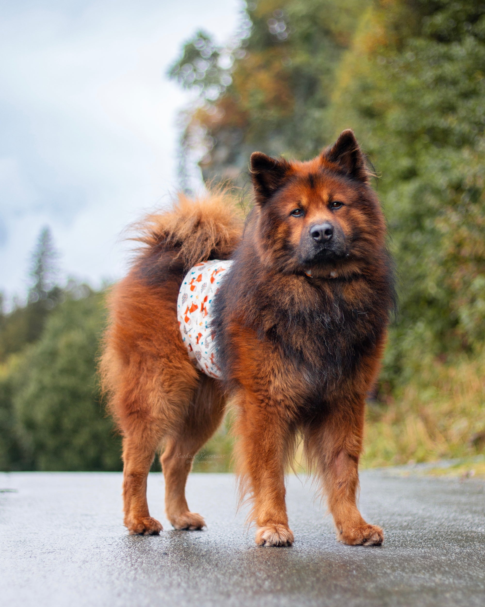 Bellyband - magebelte til hannhund