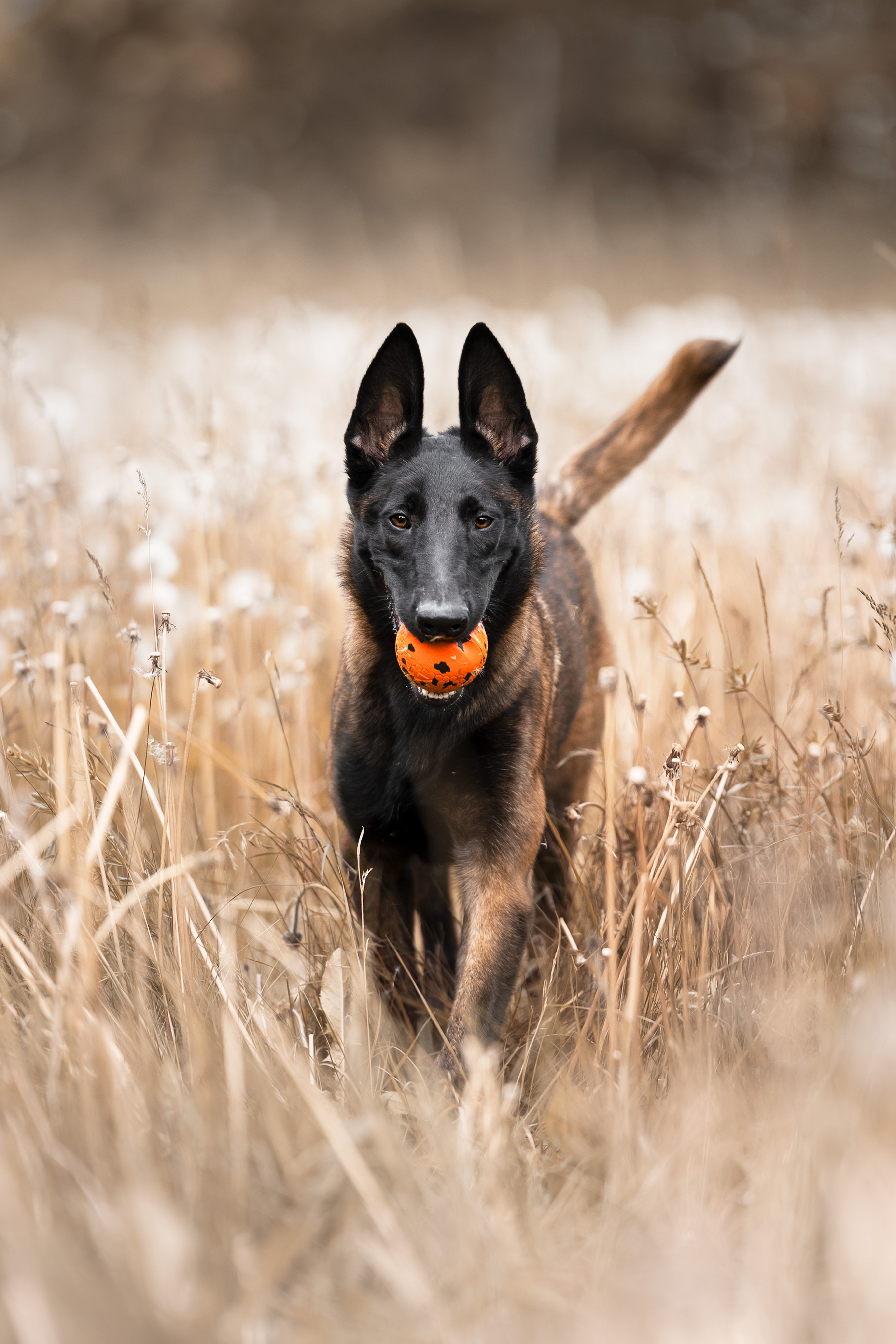 Non-stop dogwear dog ball