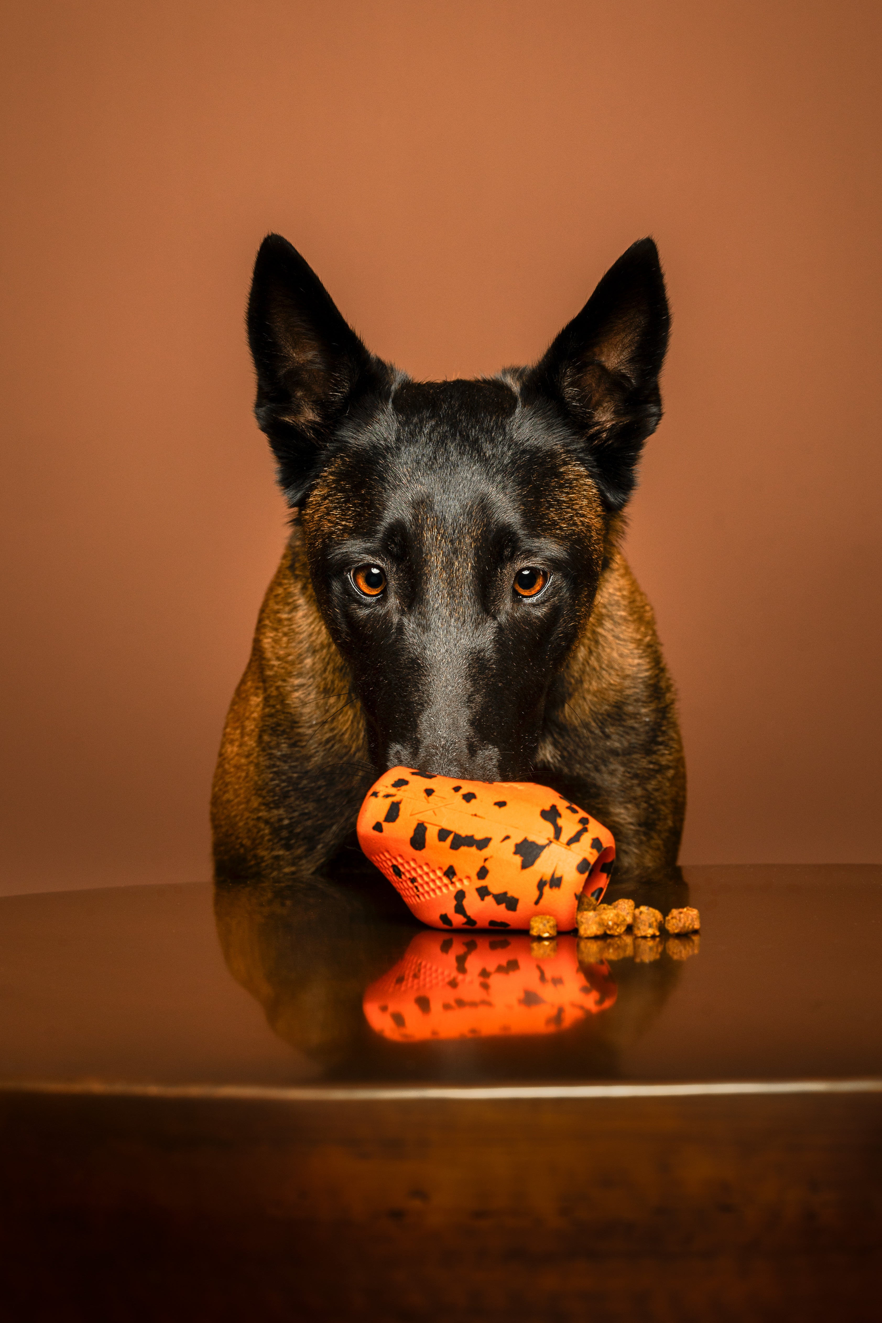 Non-stop dogwear dog throw toy