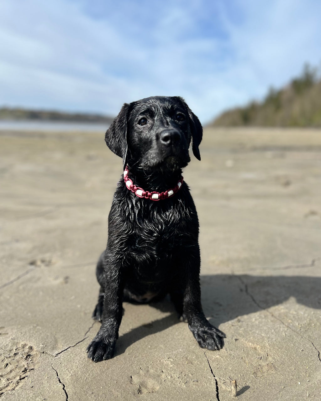 EM-smykke til hund