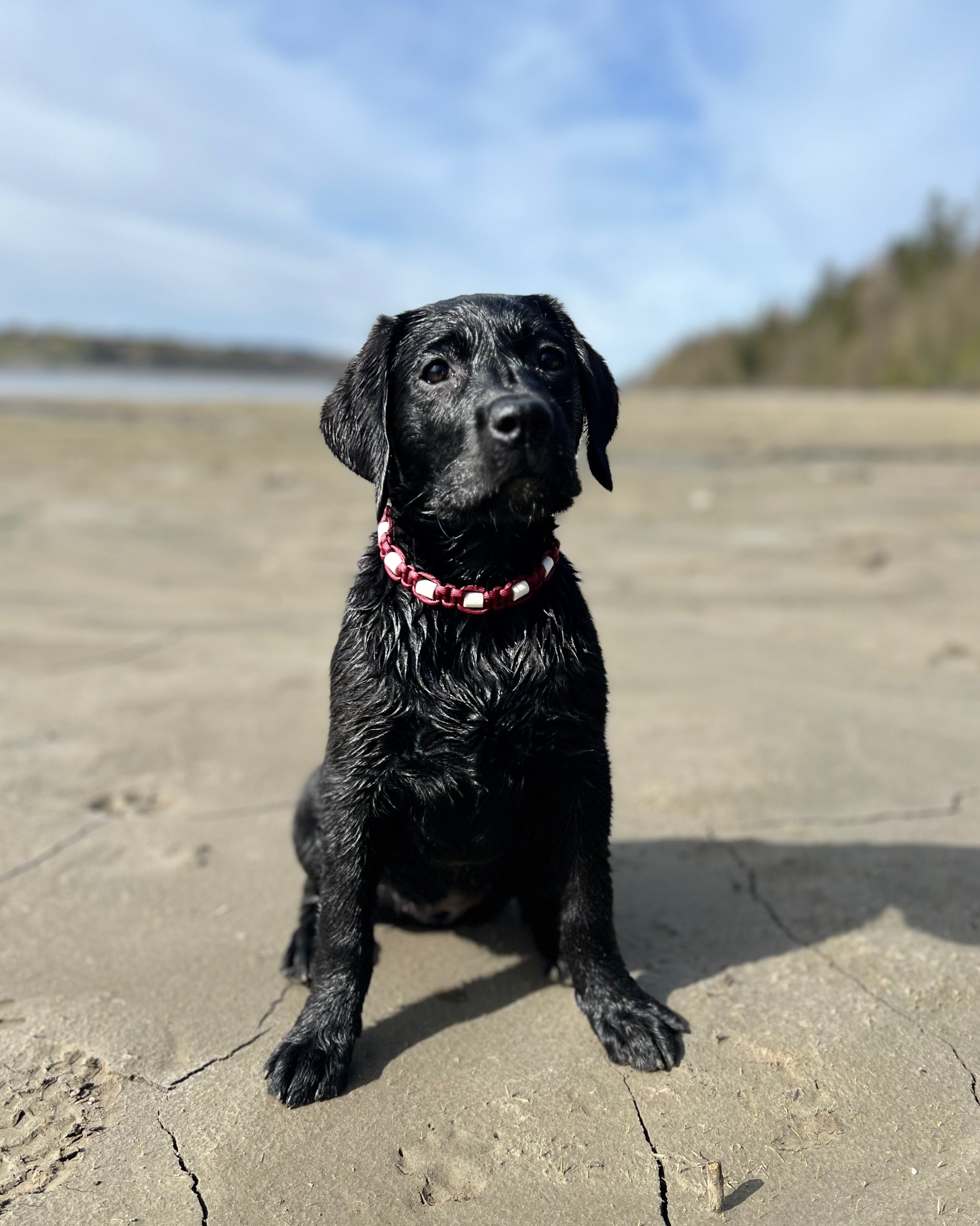 EM-smykke til hund