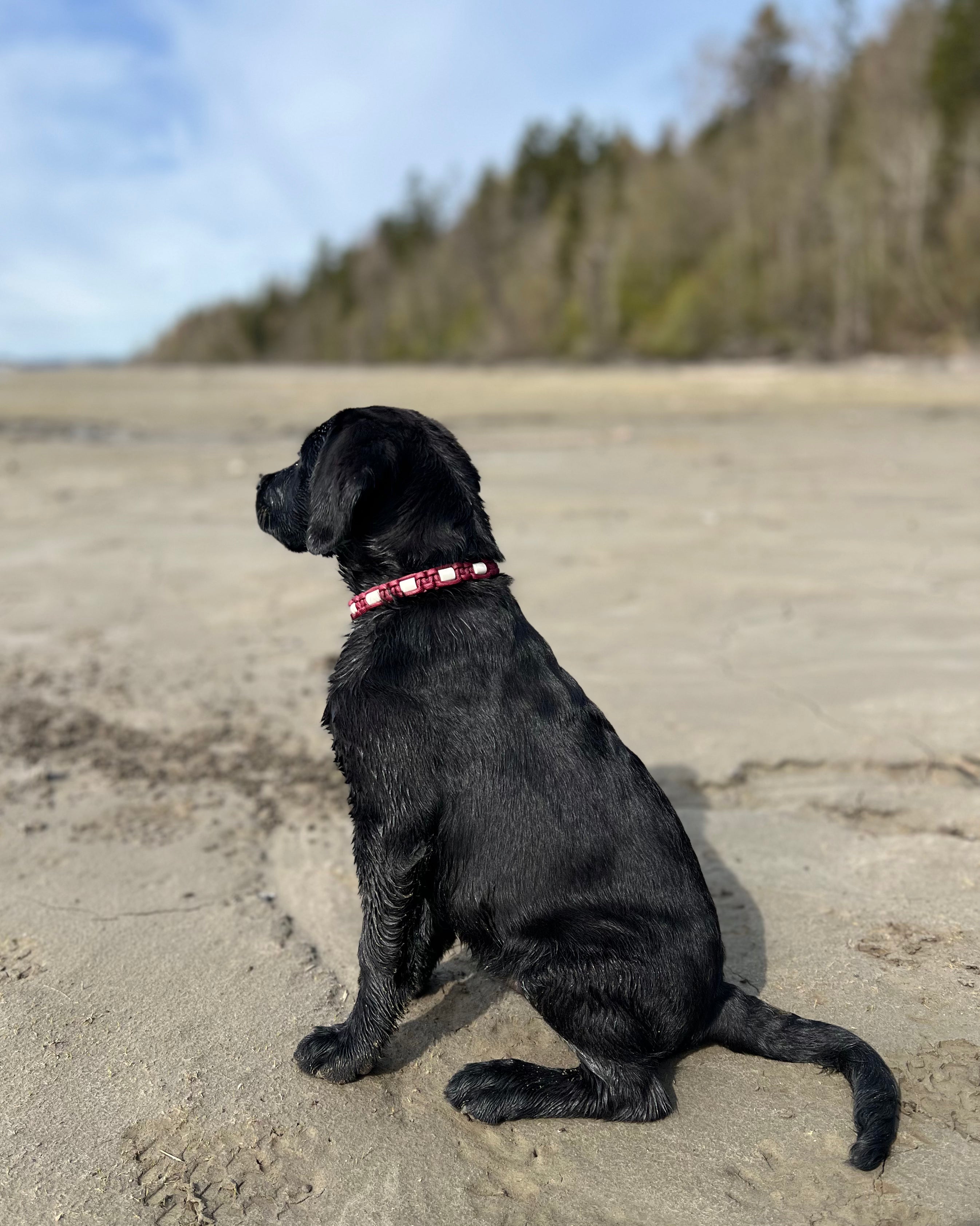 EM-smykke til hund