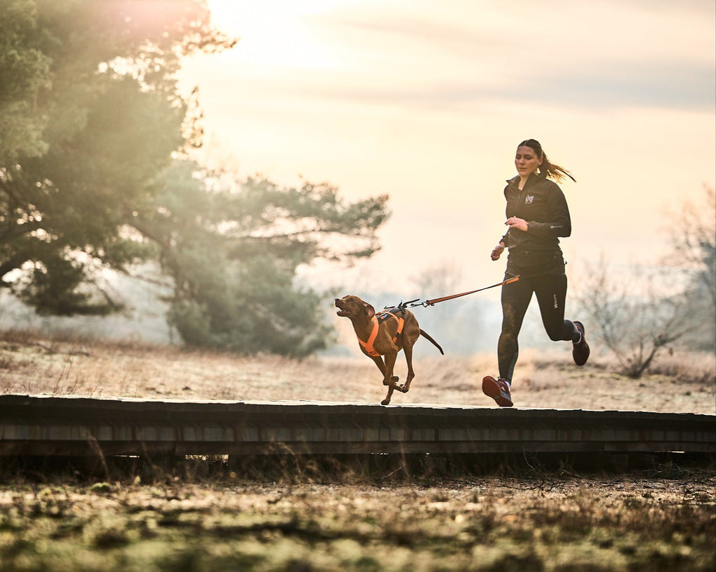 Non-stop dogwear - canix belt 2.0