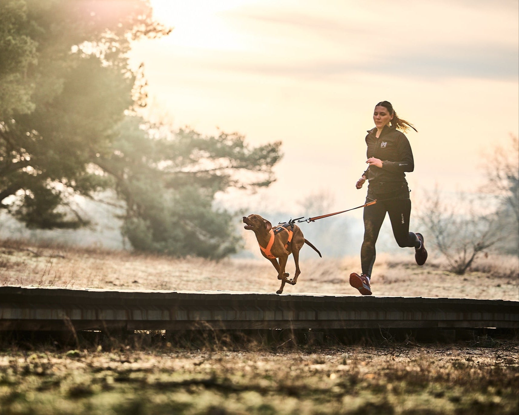 Non-stop dogwear - canix belt 2.0