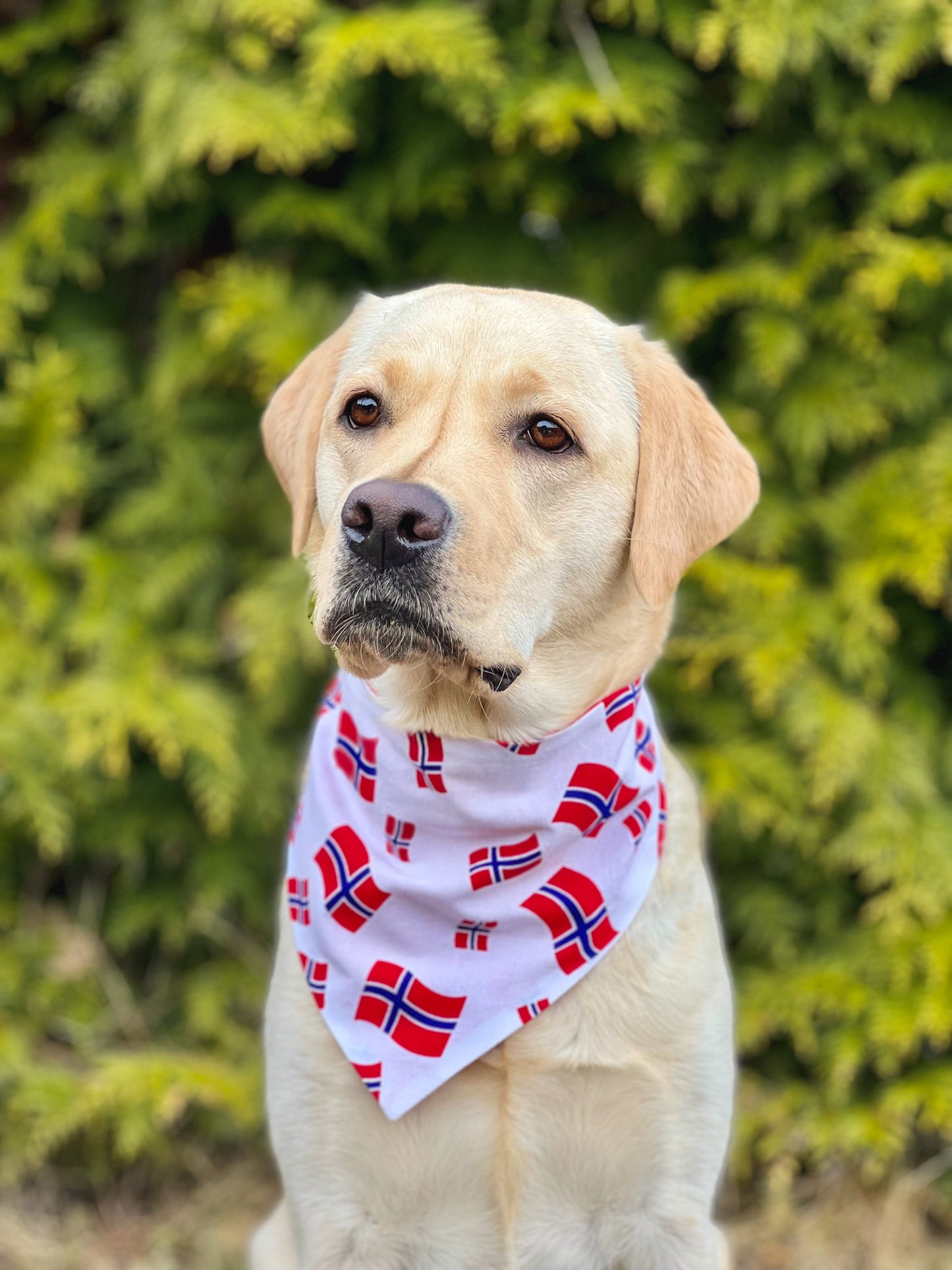 Norgesflagg bandana