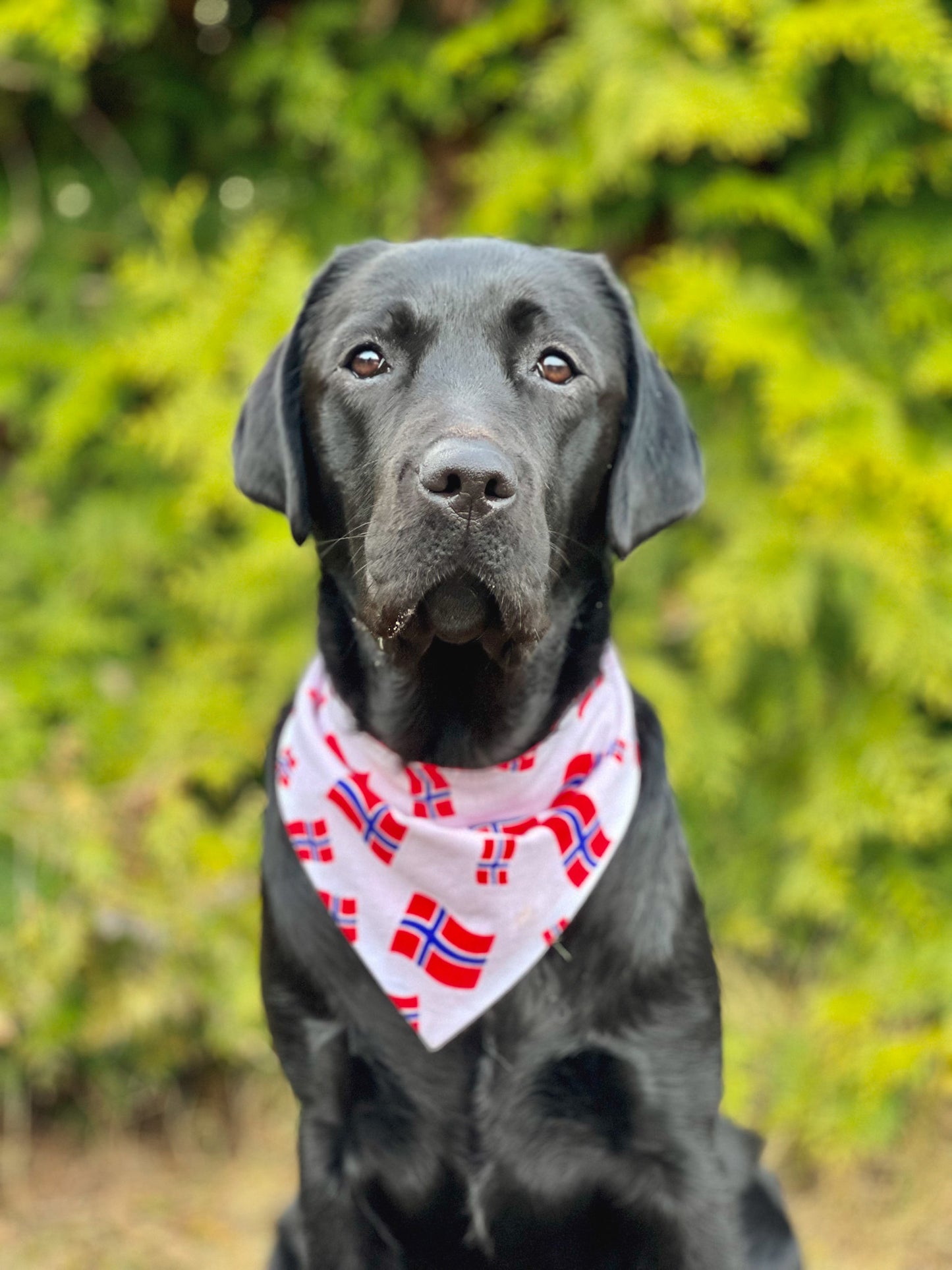 Norgesflagg bandana