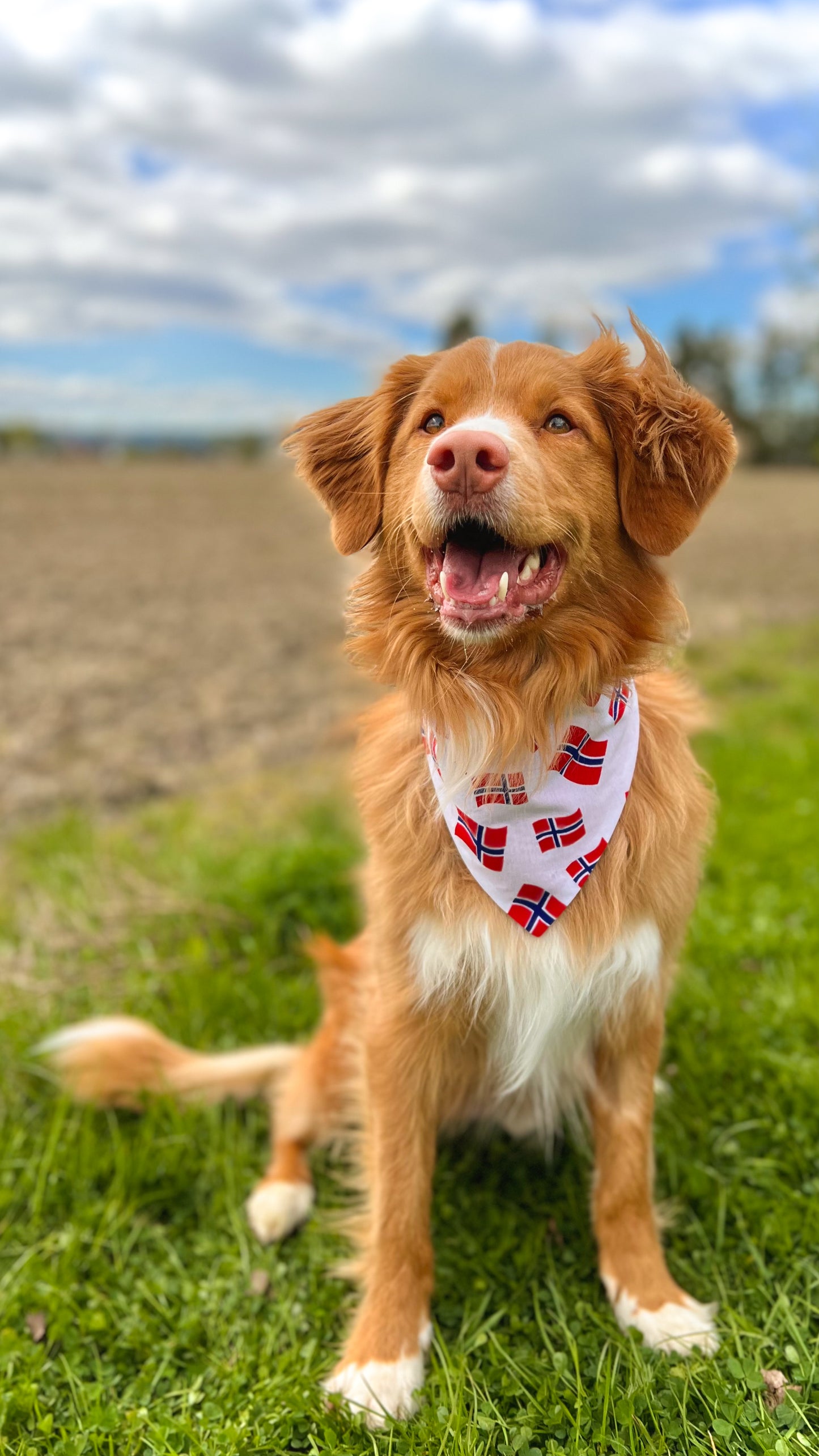 Norgesflagg bandana