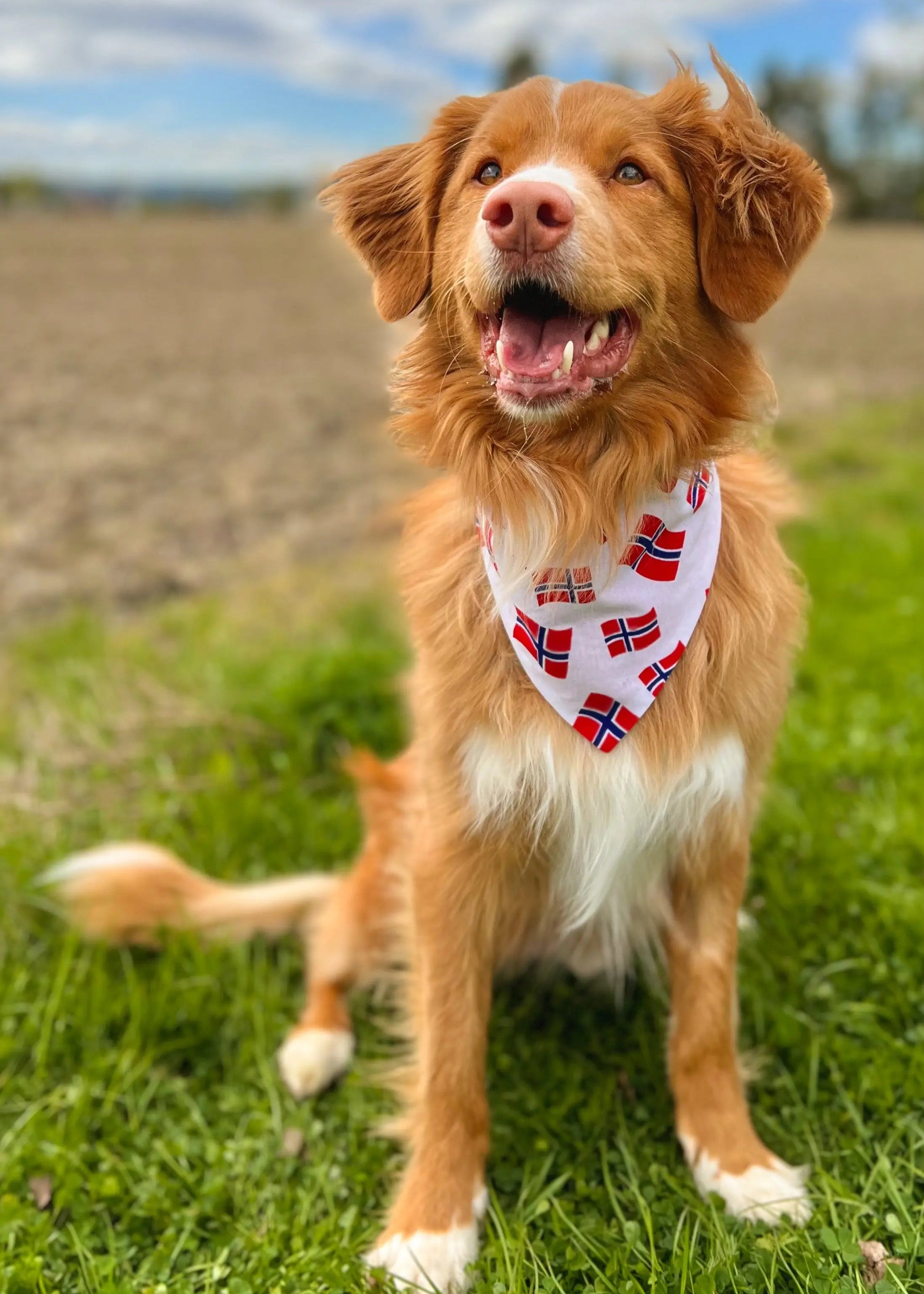 Norgesflagg bandana Eras Design