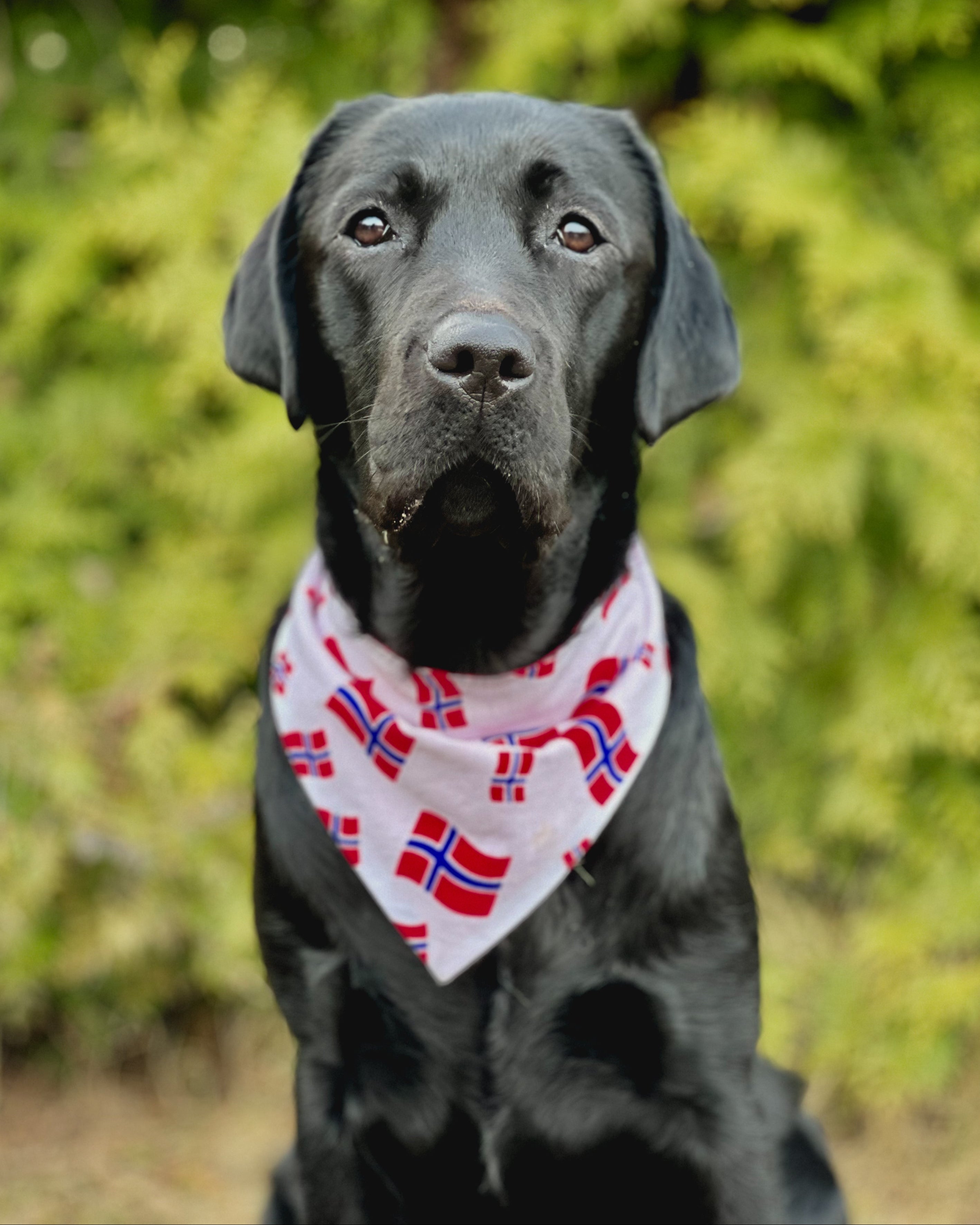 Norgesflagg bandana