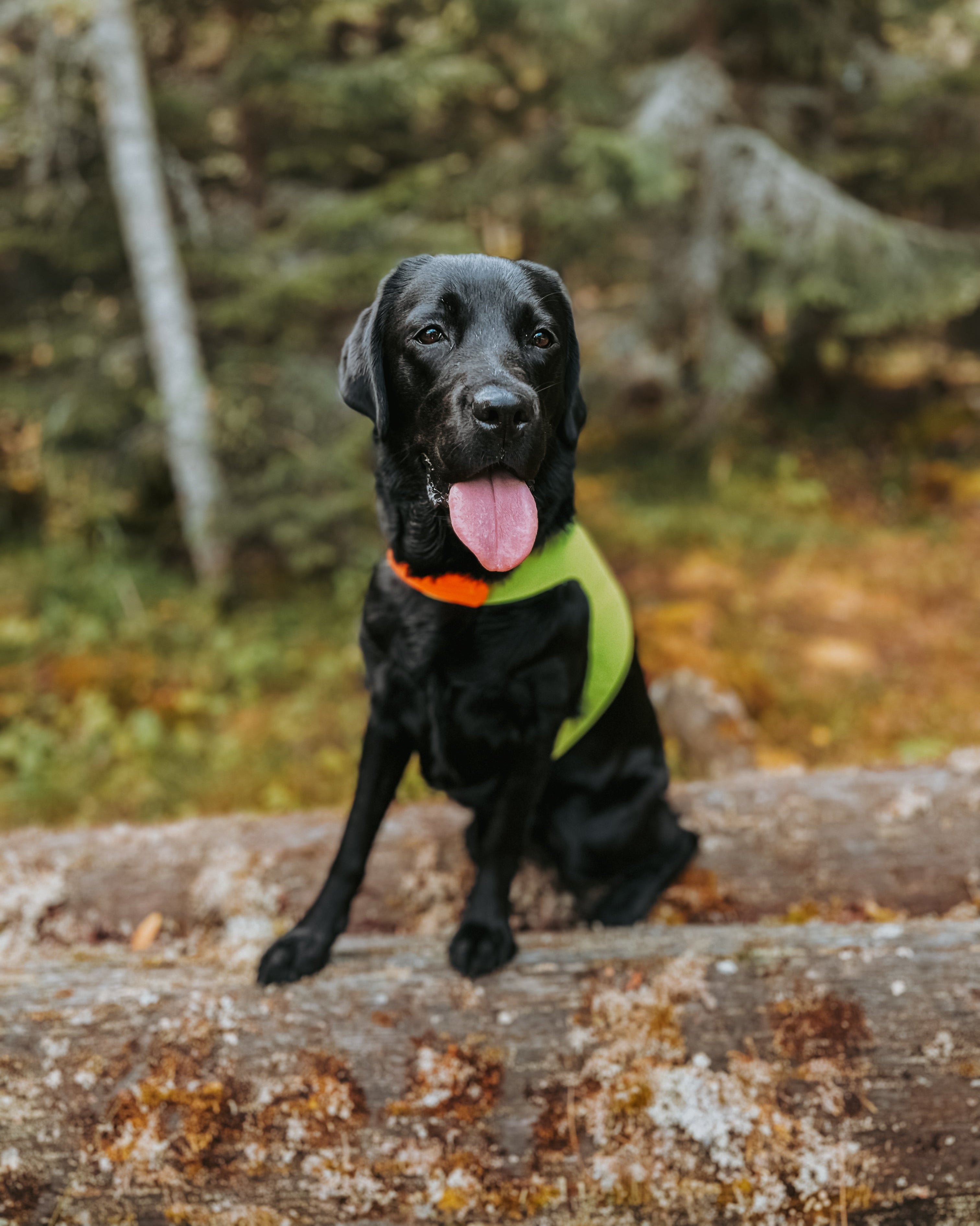 Fuglehund med markeringsvest