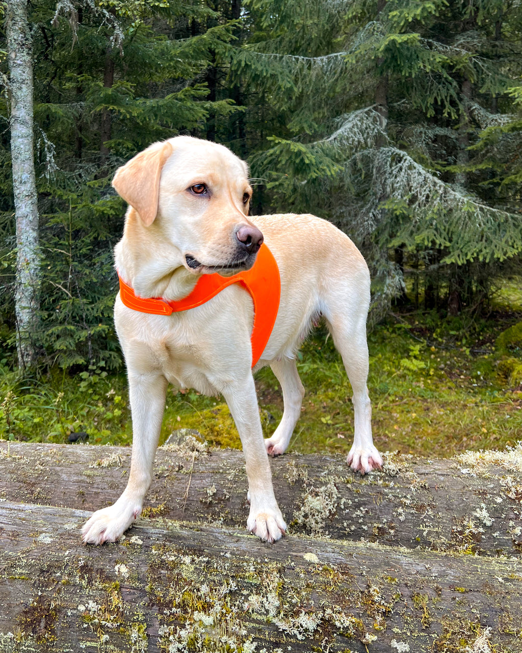 Markeringsvest til hund