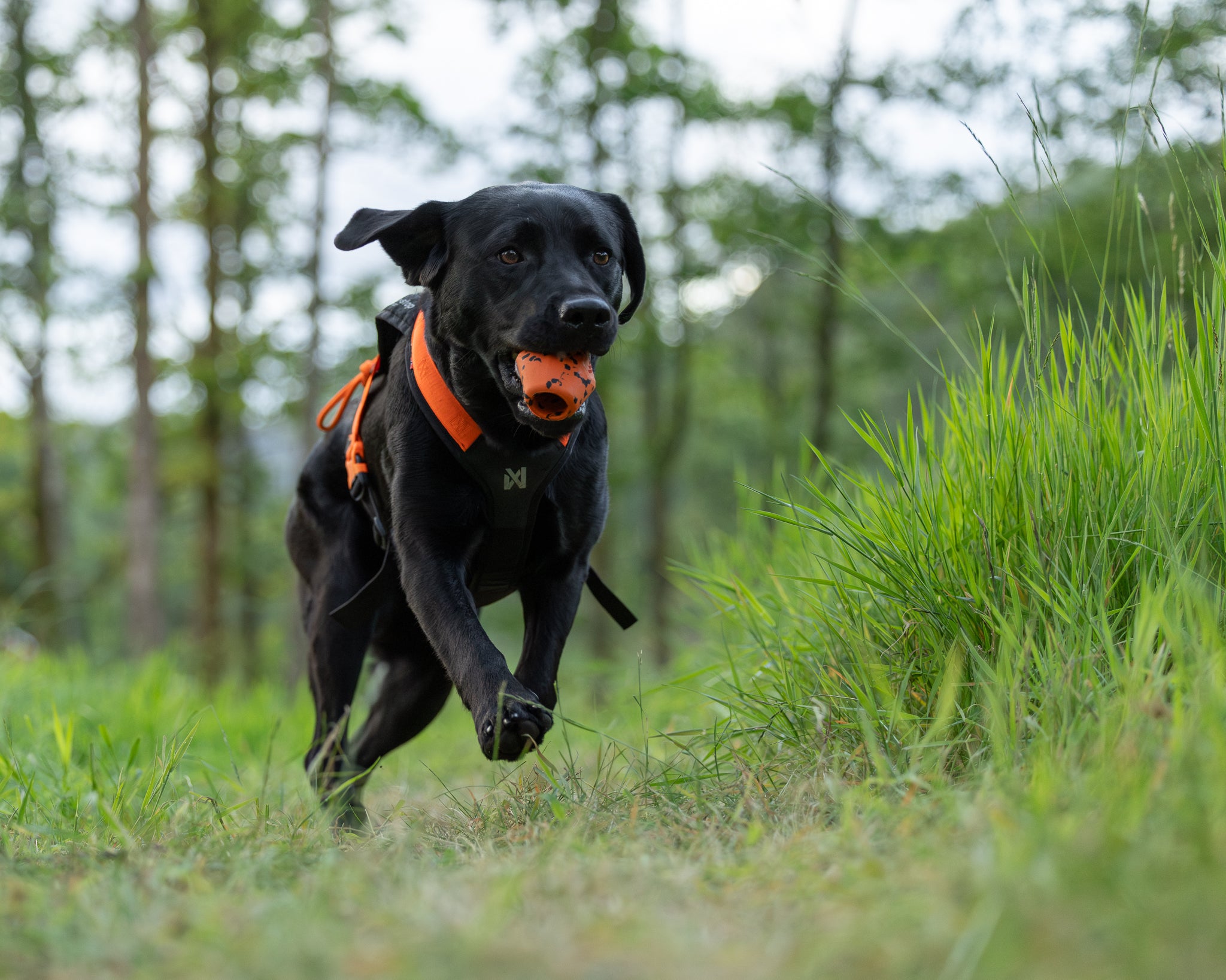 Non-stop dogwear dog throw toy