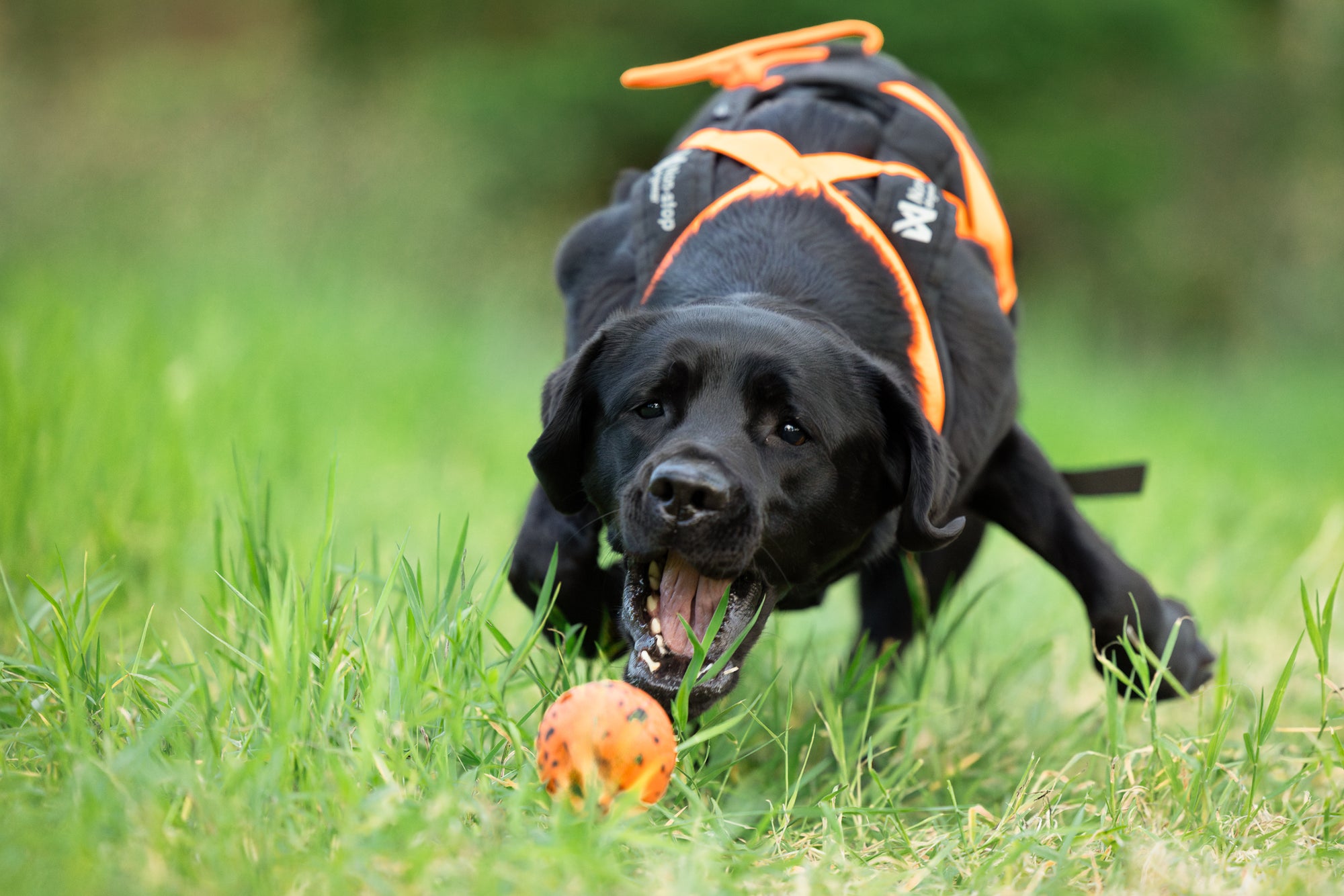 Non-stop dogwear dog ball