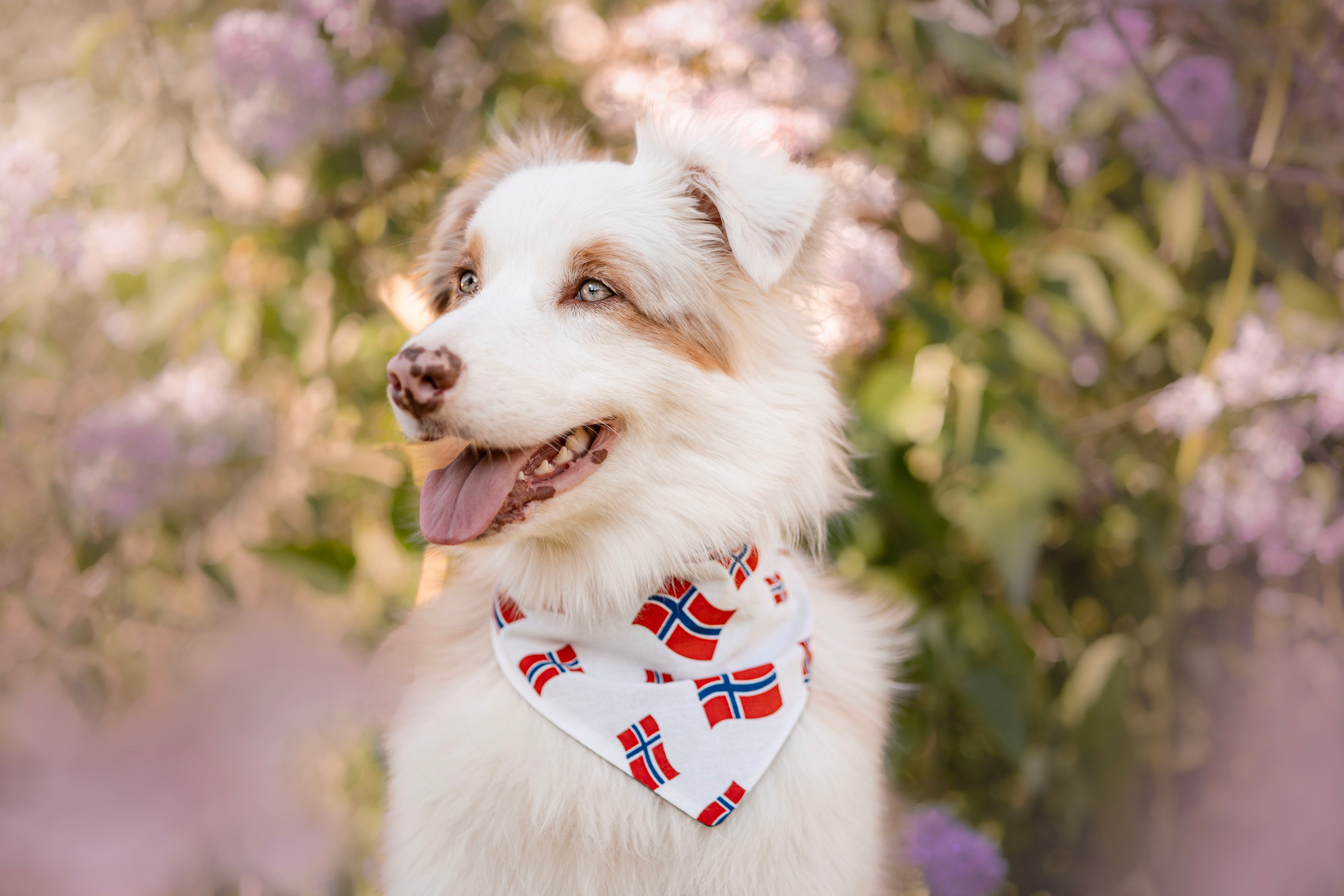 Norgesflagg bandana