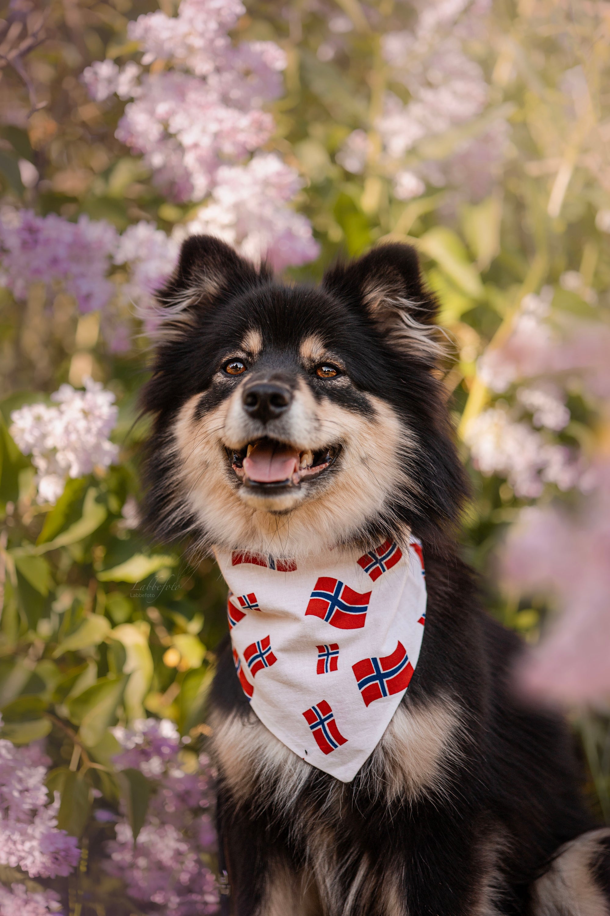 17. mai-pakken