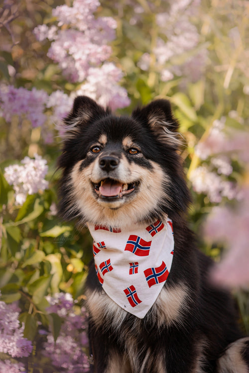17. mai-pakken