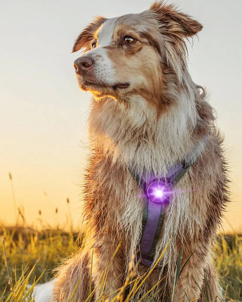 Orbiloc dog dual - sikkerhetslys