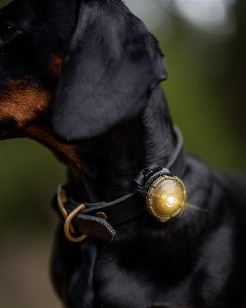 Orbiloc dog dual - sikkerhetslys