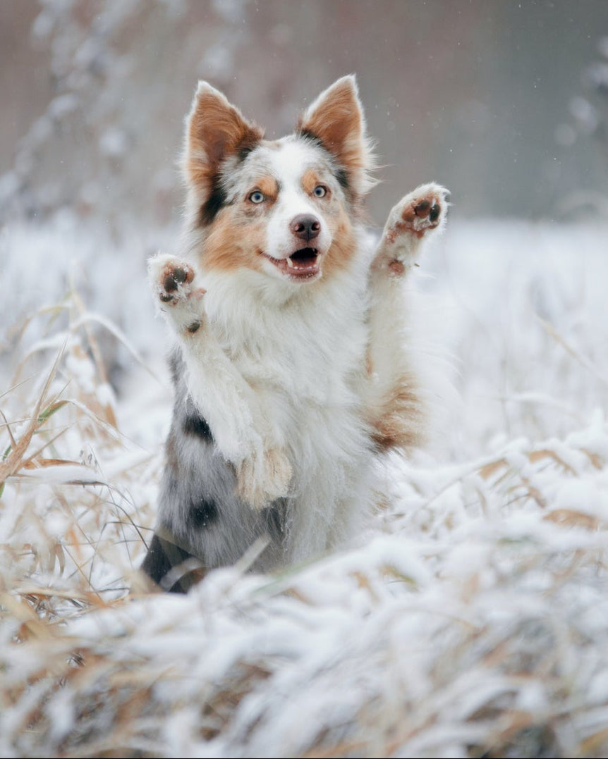 NYHET! Potesokker av cordura med fleece 4-pk