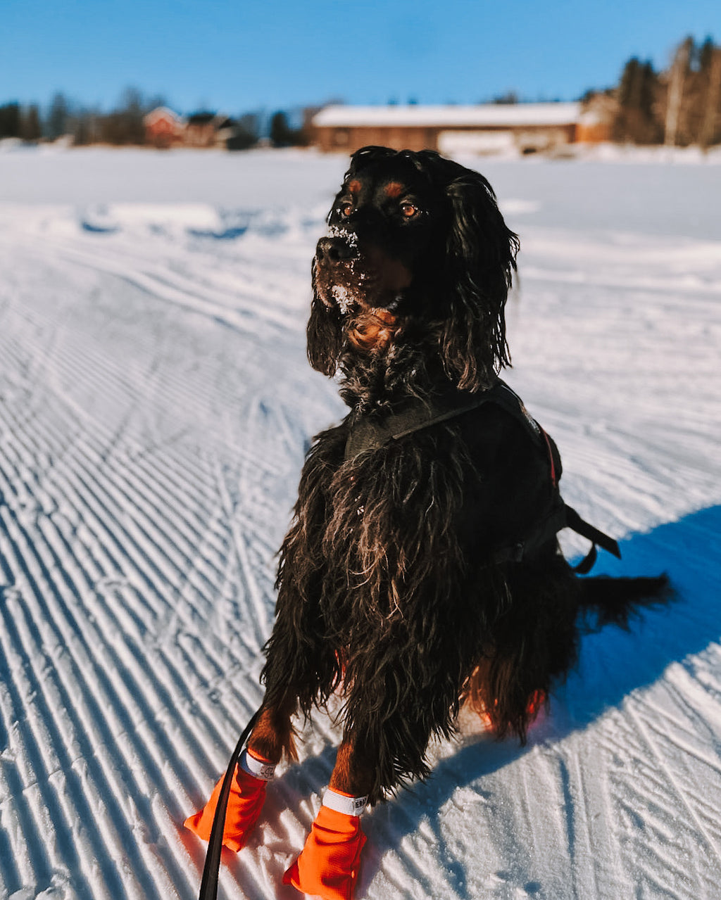 Hund i skiløype med slitesterke potesokker fra Eras design.