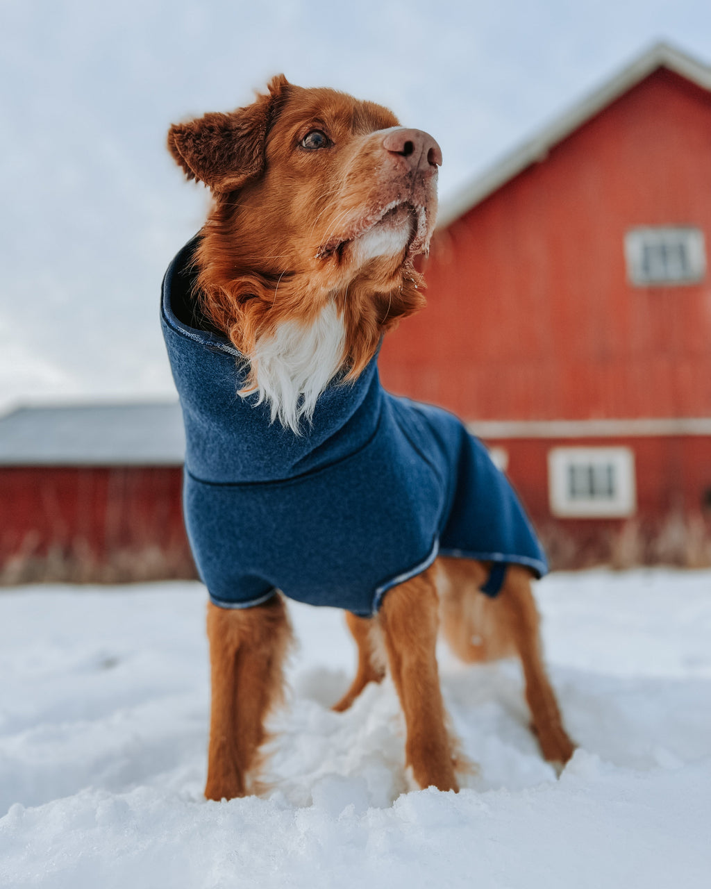 ulldekken til hund