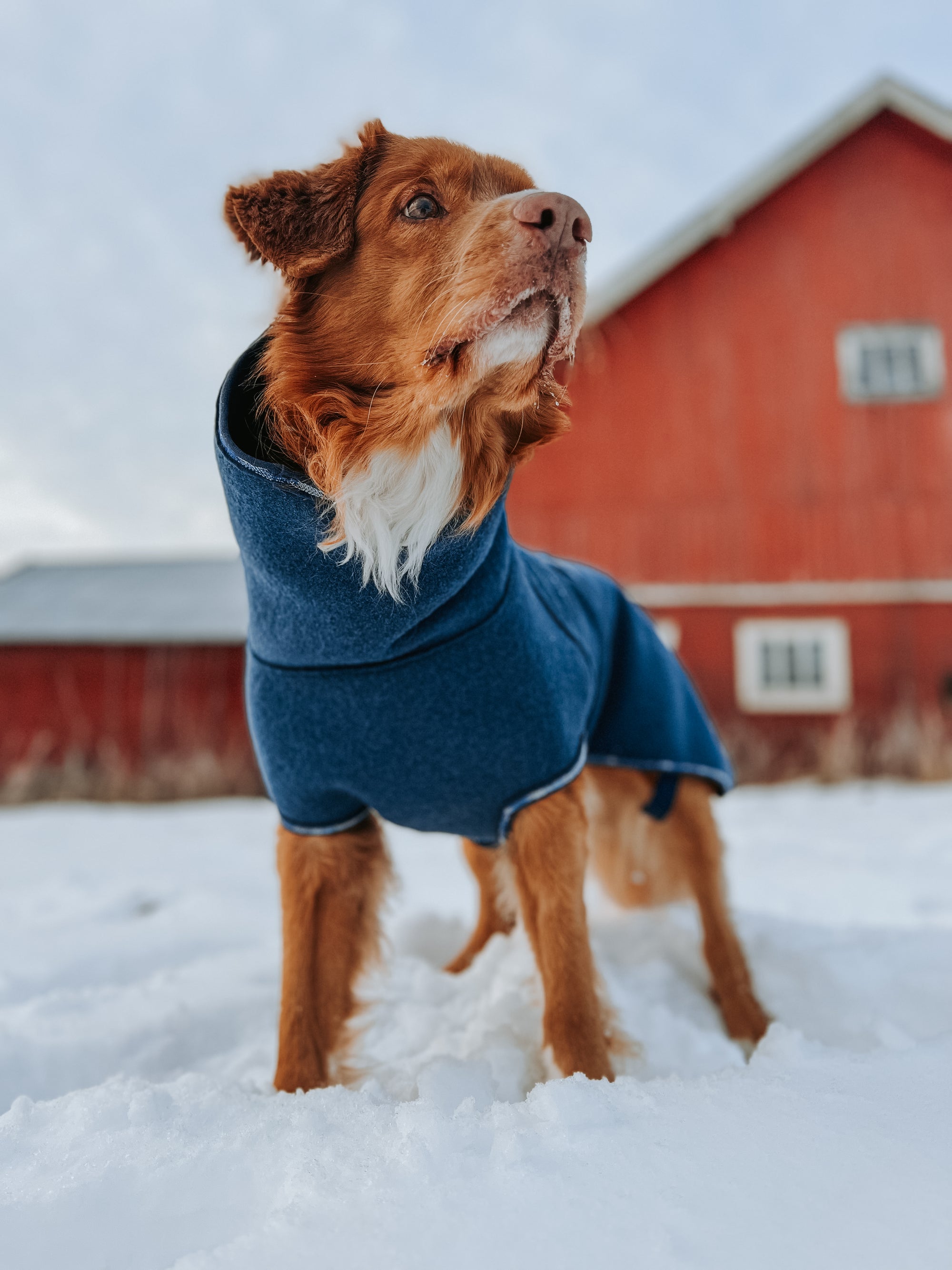 ulldekken til hund