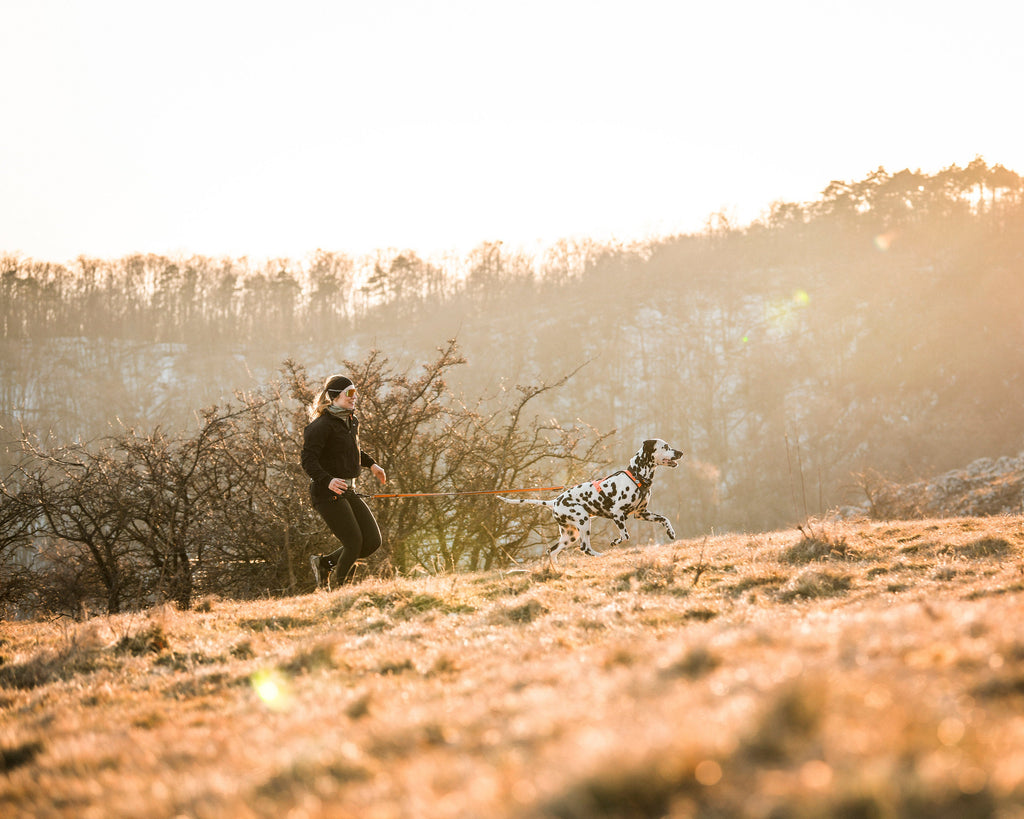 Non-stop dogwear - bungee leash