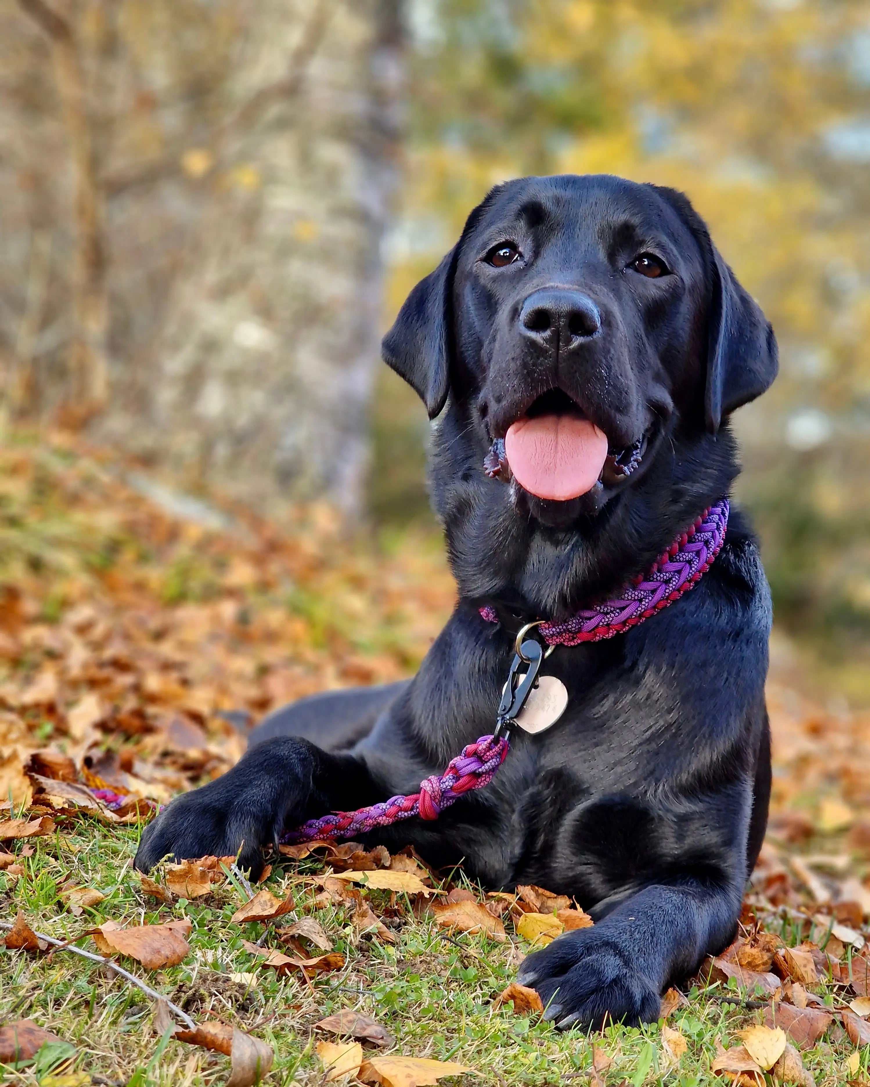 Halsbånd av paracord Eras Design