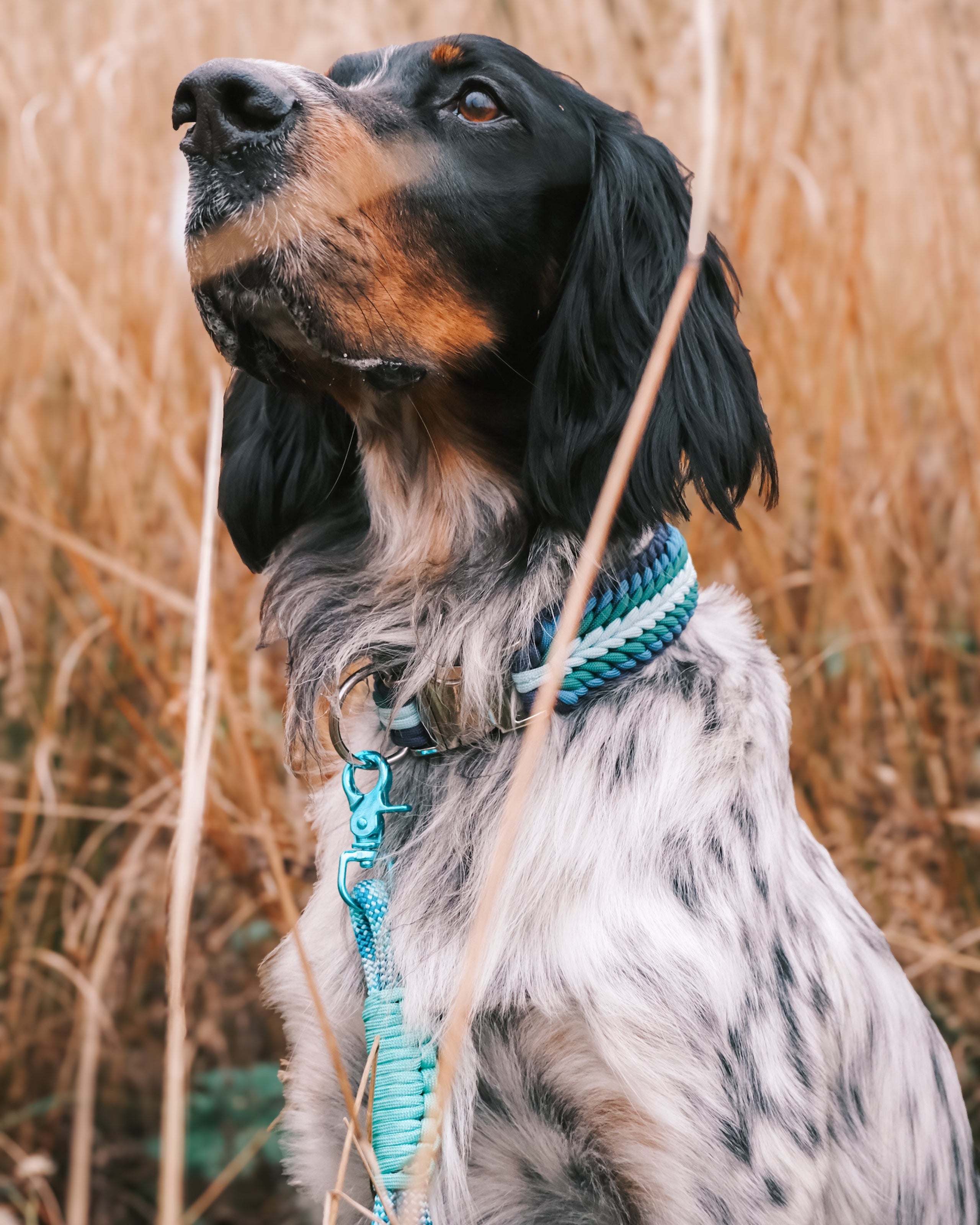 Halsbånd av paracord – hund - Eras Design