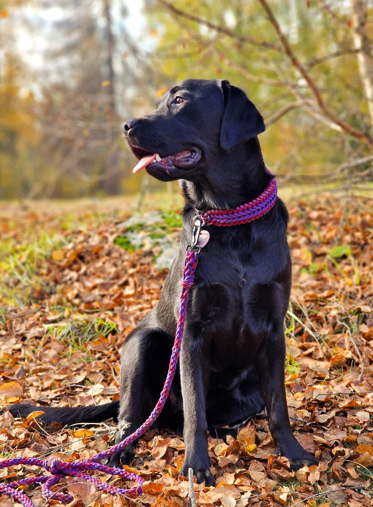 leiebånd til hund slitesterkt