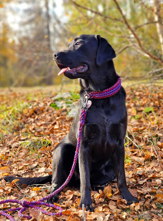 leiebånd til hund slitesterkt