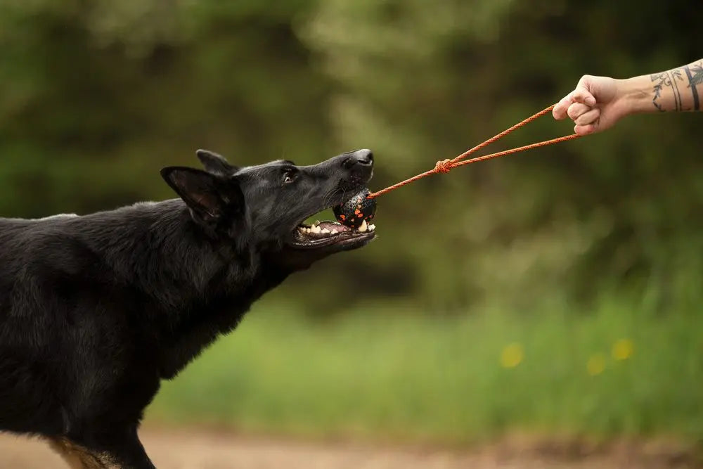 Non-stop dogwear dog ball on rope