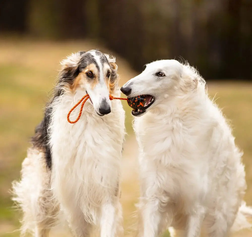 Non-stop dogwear dog ball on rope