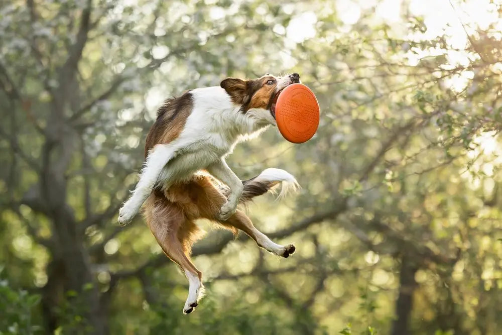 Non-stop dogwear dog flying dosc