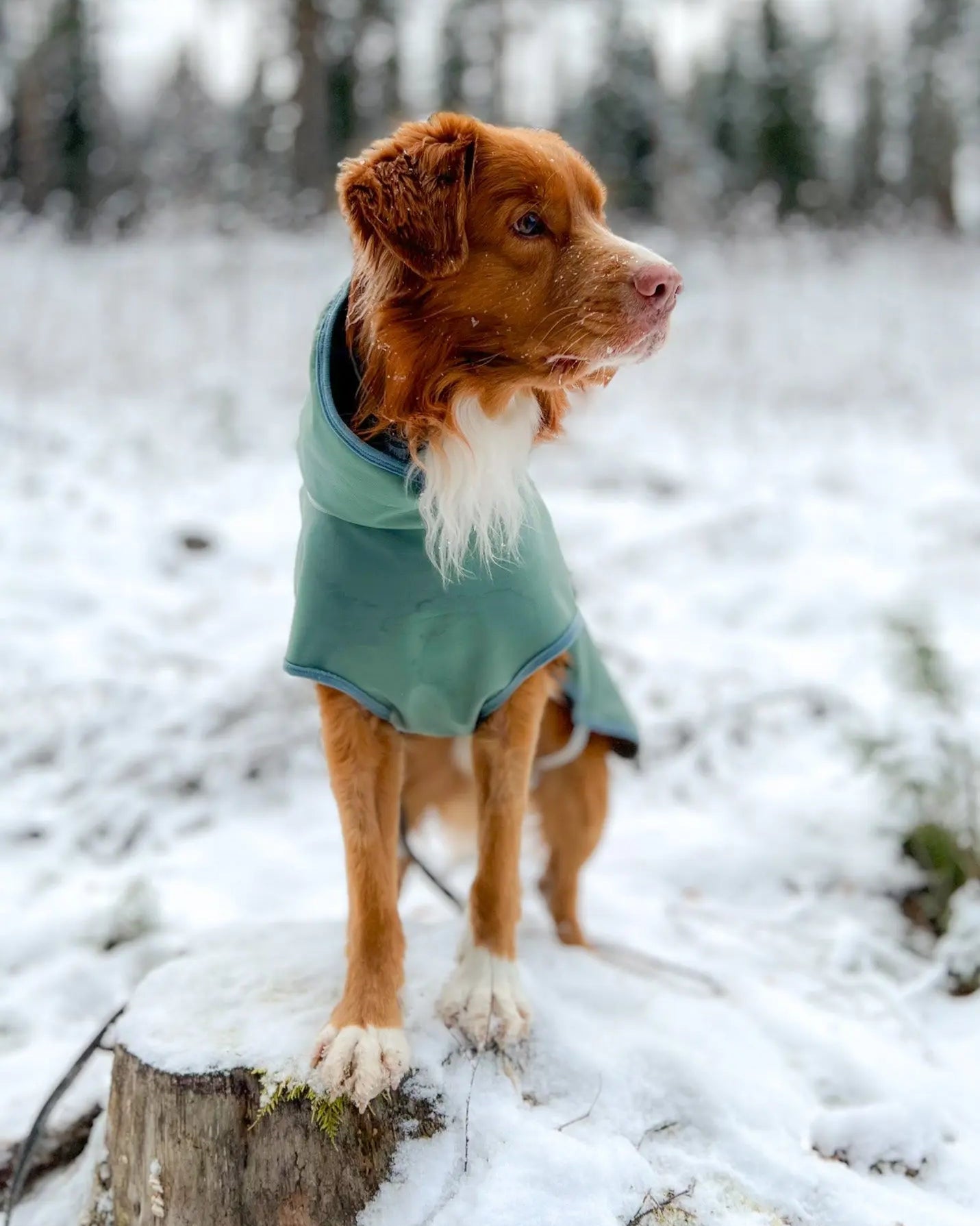 Softshelldekken Eras Design